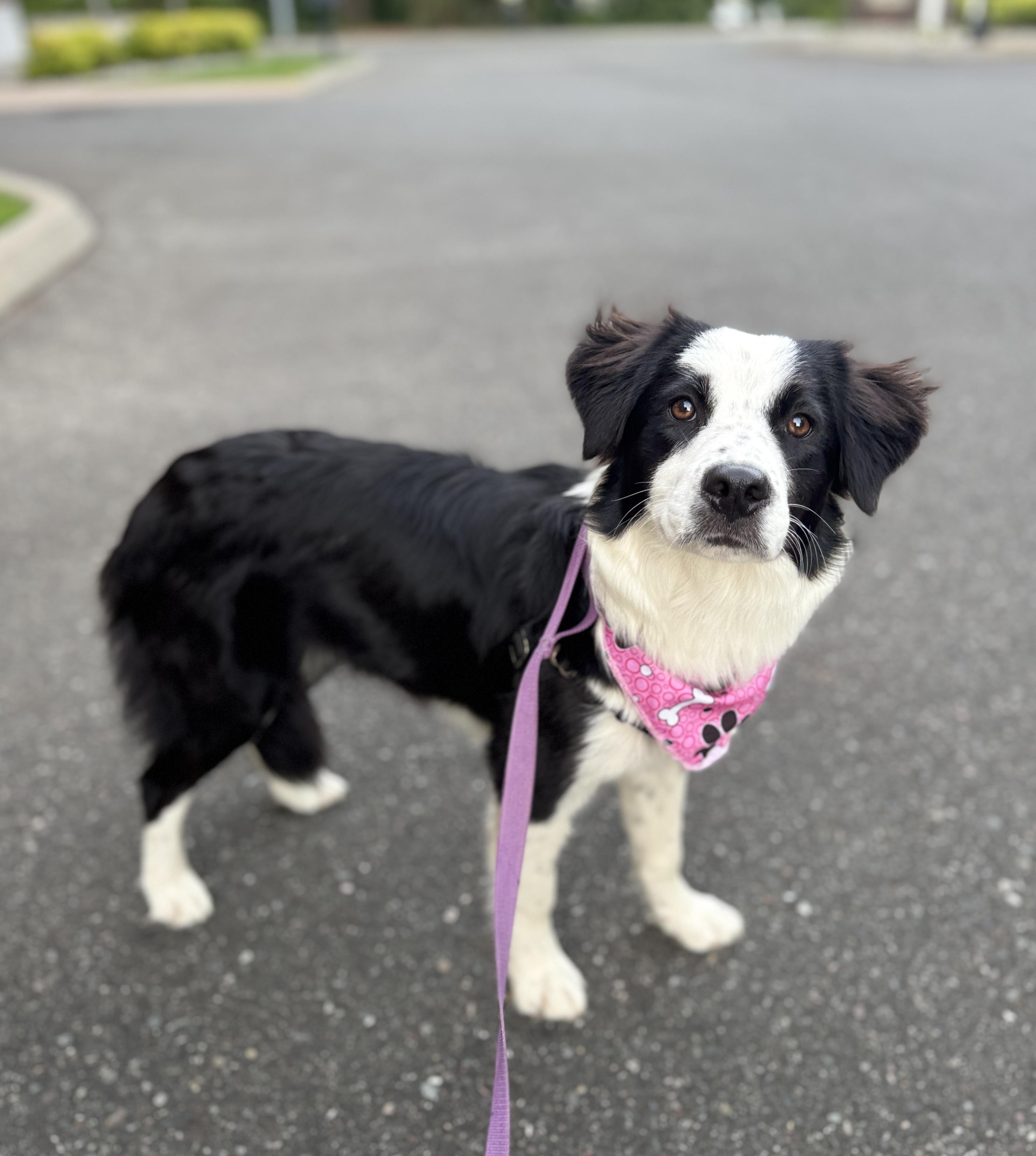 Border Collie Pinterst MIssy - Adoptable Pet | Petfinder