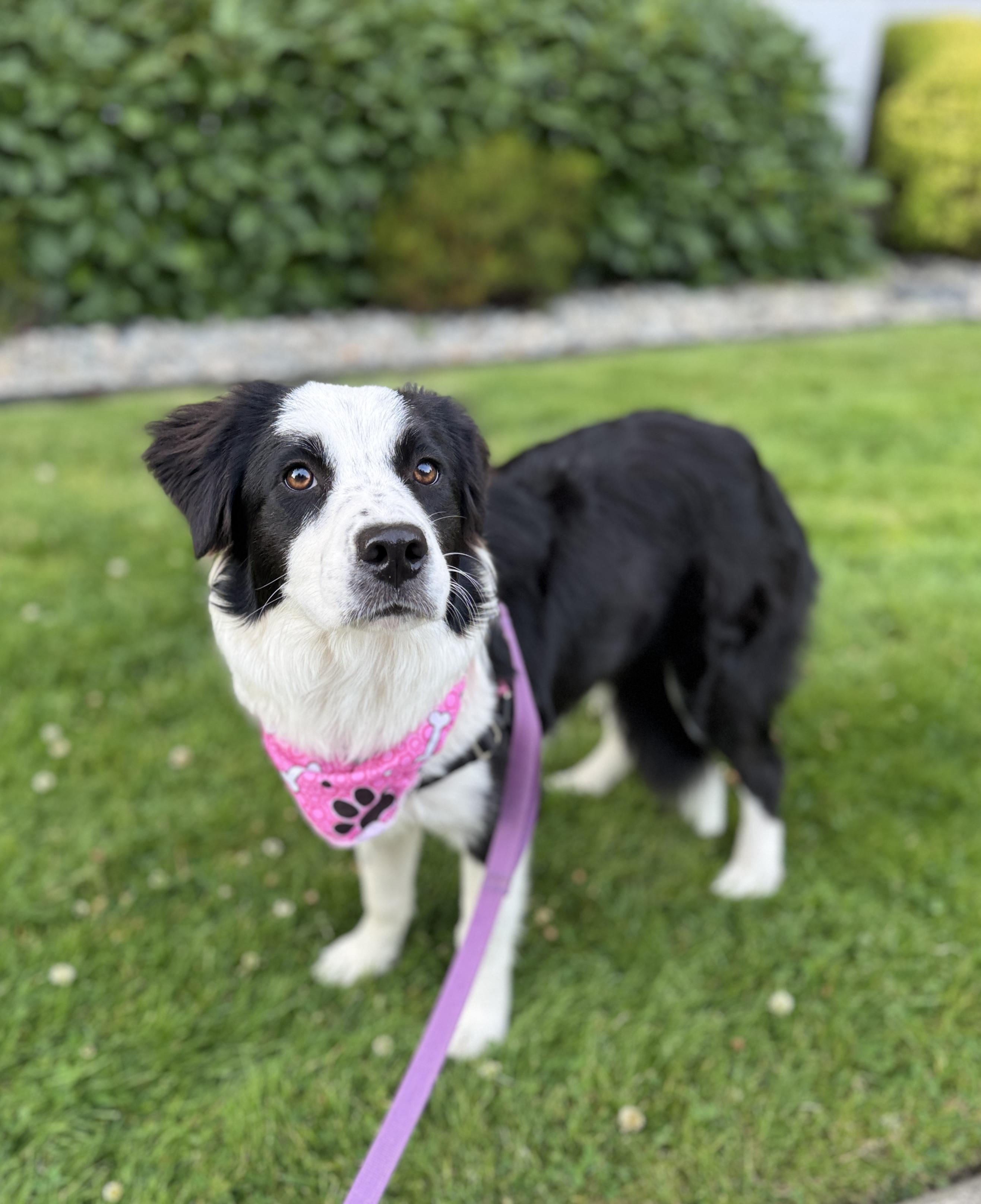 Border Collie Pinterst MIssy - Adoptable Pet | Petfinder