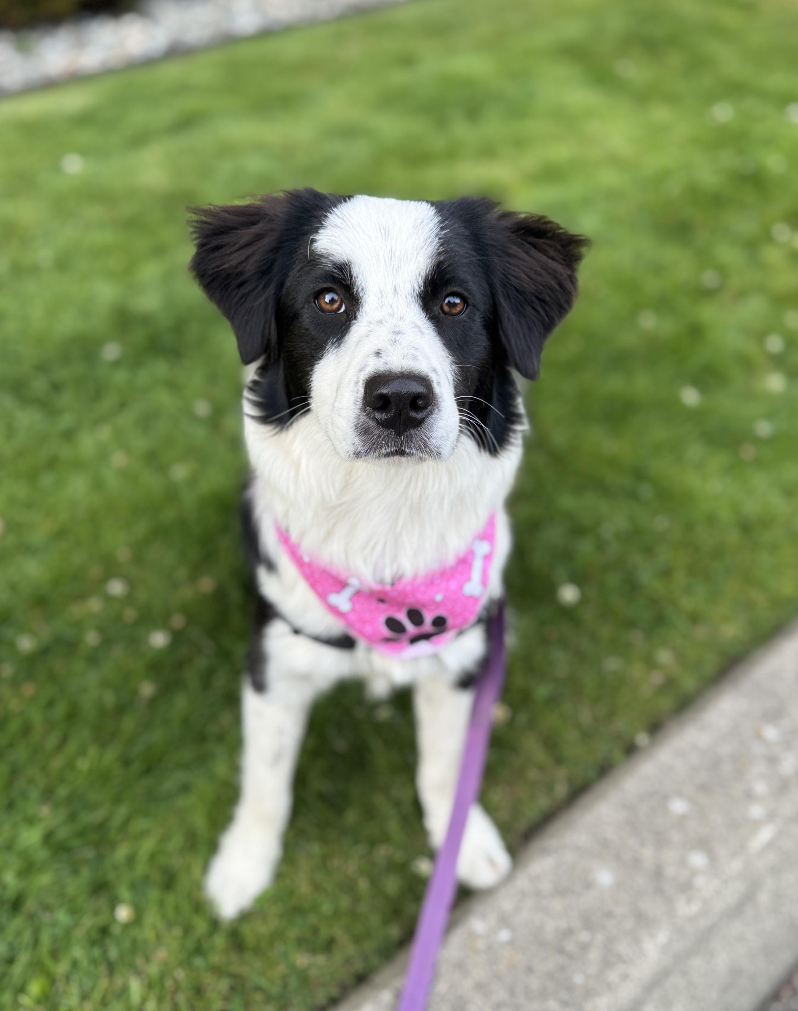 Border Collie Pinterst MIssy - Adoptable Pet | Petfinder
