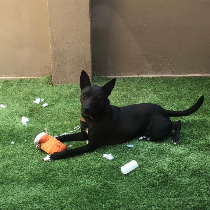 Enlarge Paco Wong, a Adoptable mixed breed in Sandy , OR image 1/5