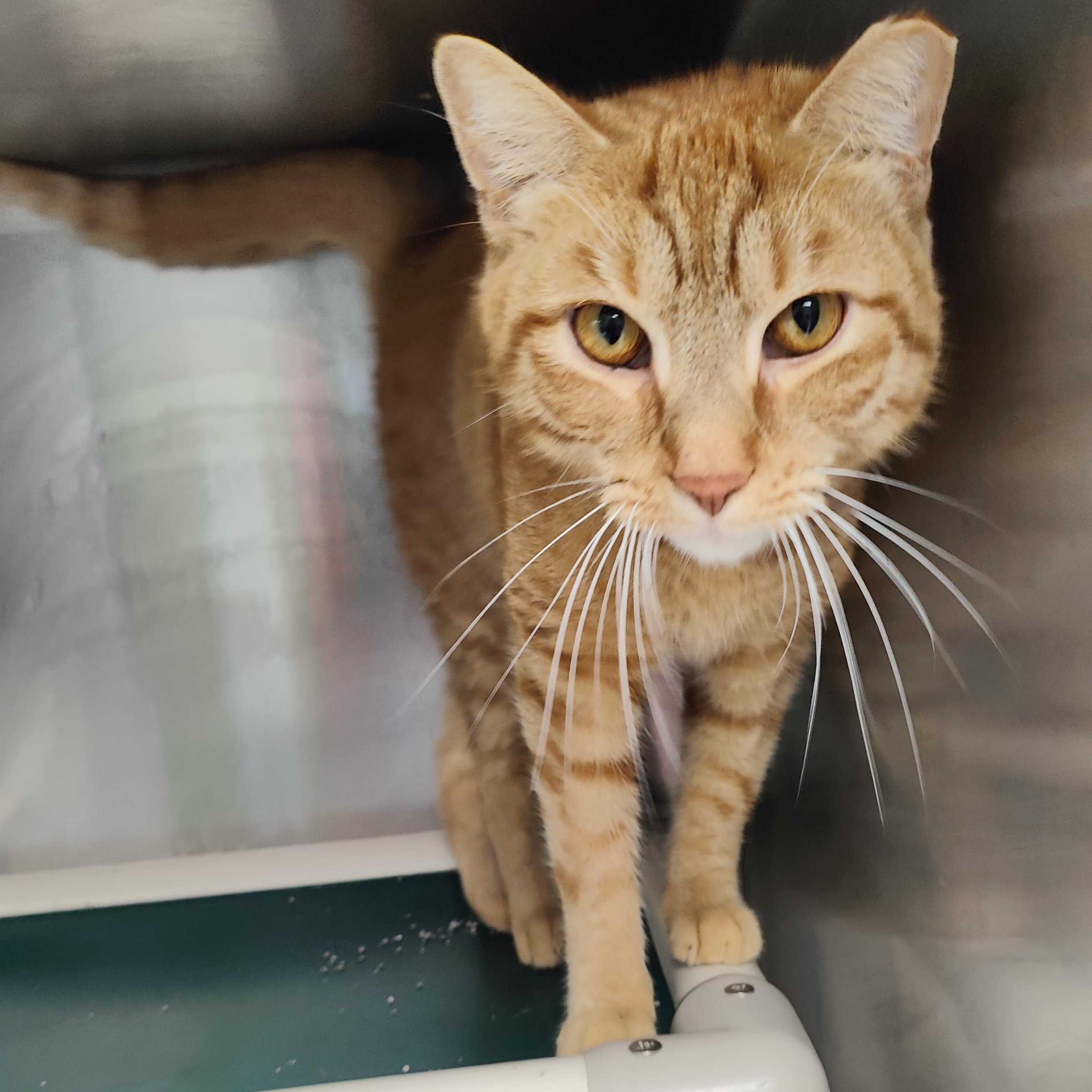 Buddy, ADOPTABLE, Adult Male Domestic Short Hair.