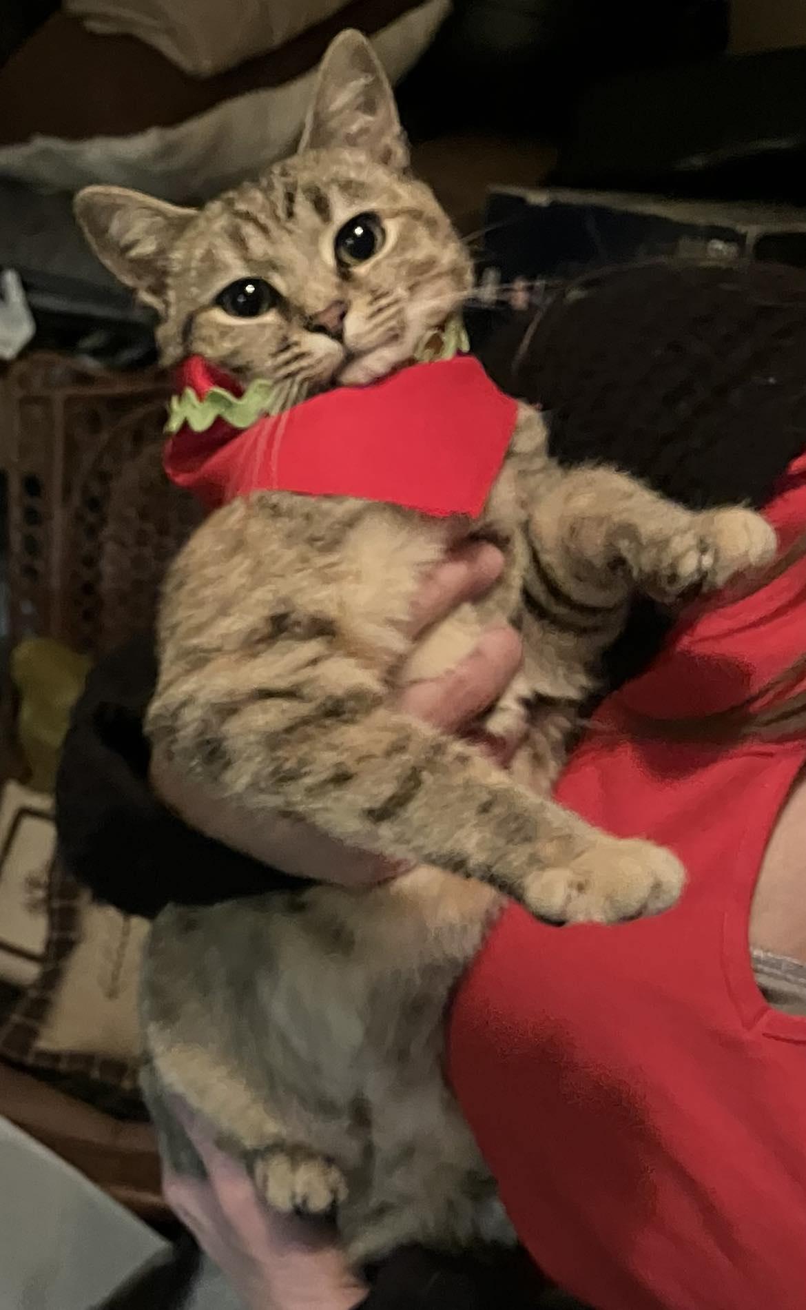 Enlarge Lydia, a Adopted Domestic Short Hair in Londonderry, OH image 4/6