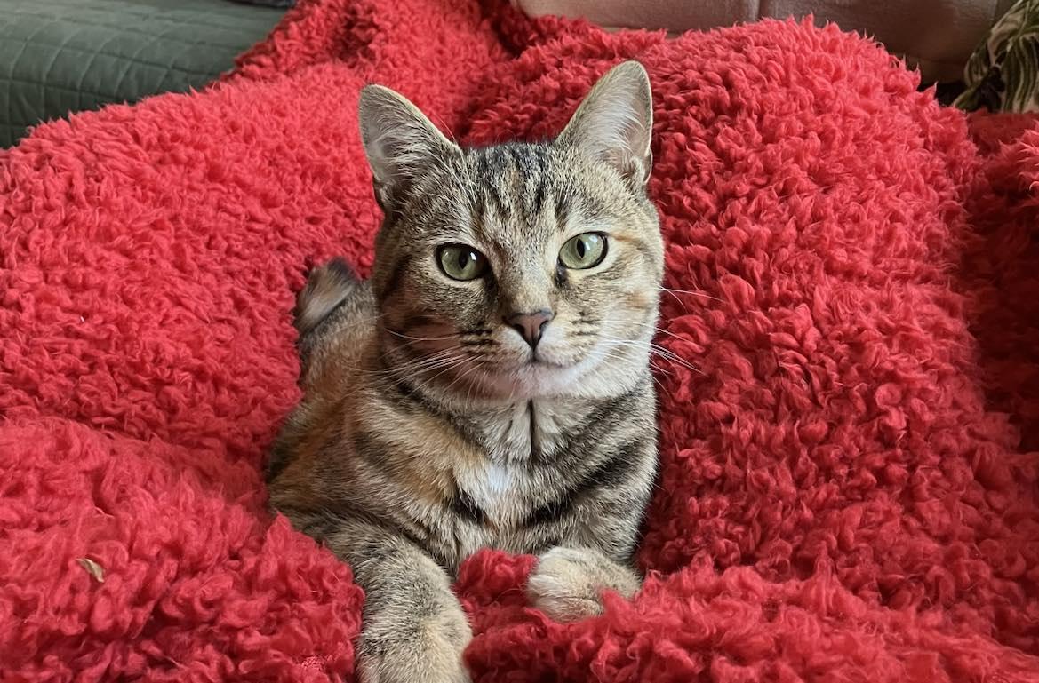 Enlarge Lydia, a Adopted Domestic Short Hair in Londonderry, OH image 2/6