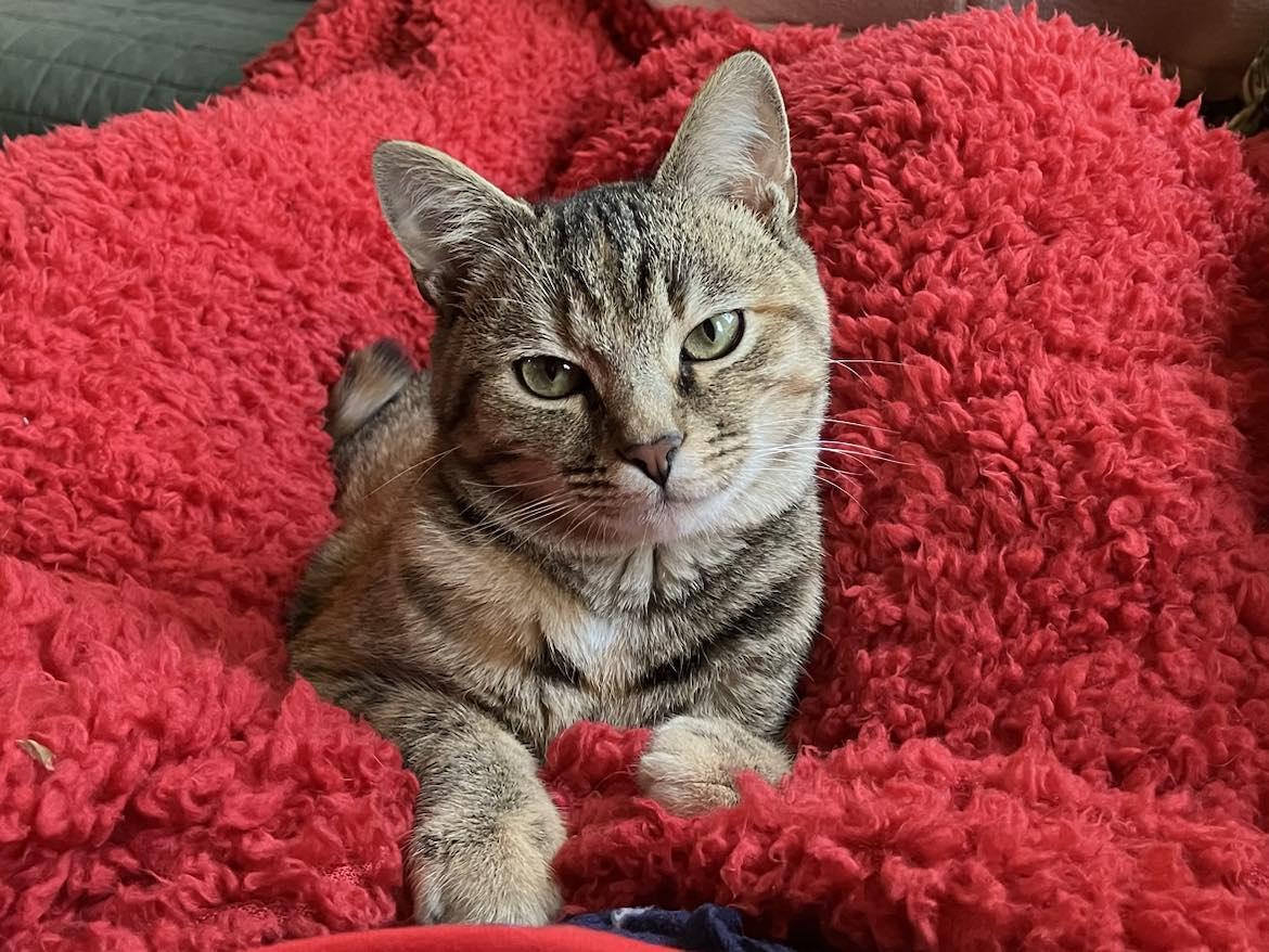 Enlarge Lydia, a Adopted Domestic Short Hair in Londonderry, OH image 3/6