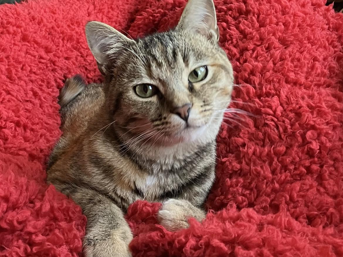Enlarge Lydia, a Adopted Domestic Short Hair in Londonderry, OH image 1/6