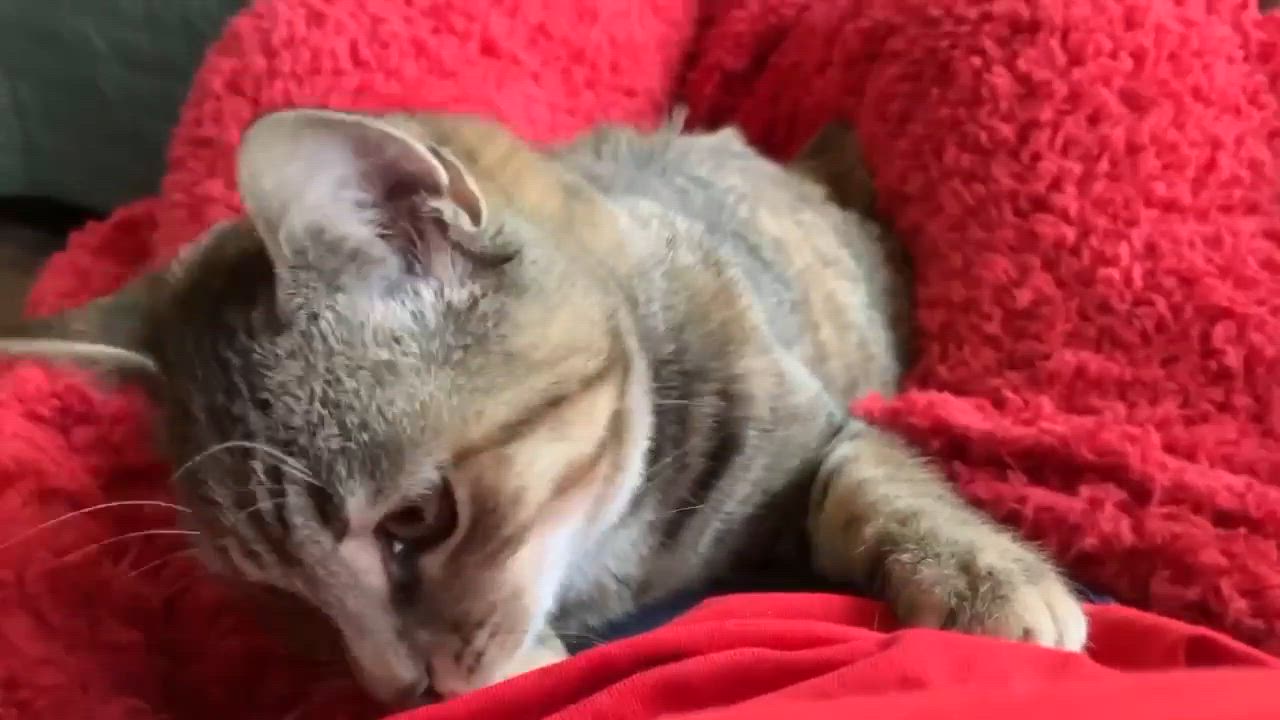 Enlarge Lydia, a Adopted Domestic Short Hair in Londonderry, OH video 5/6