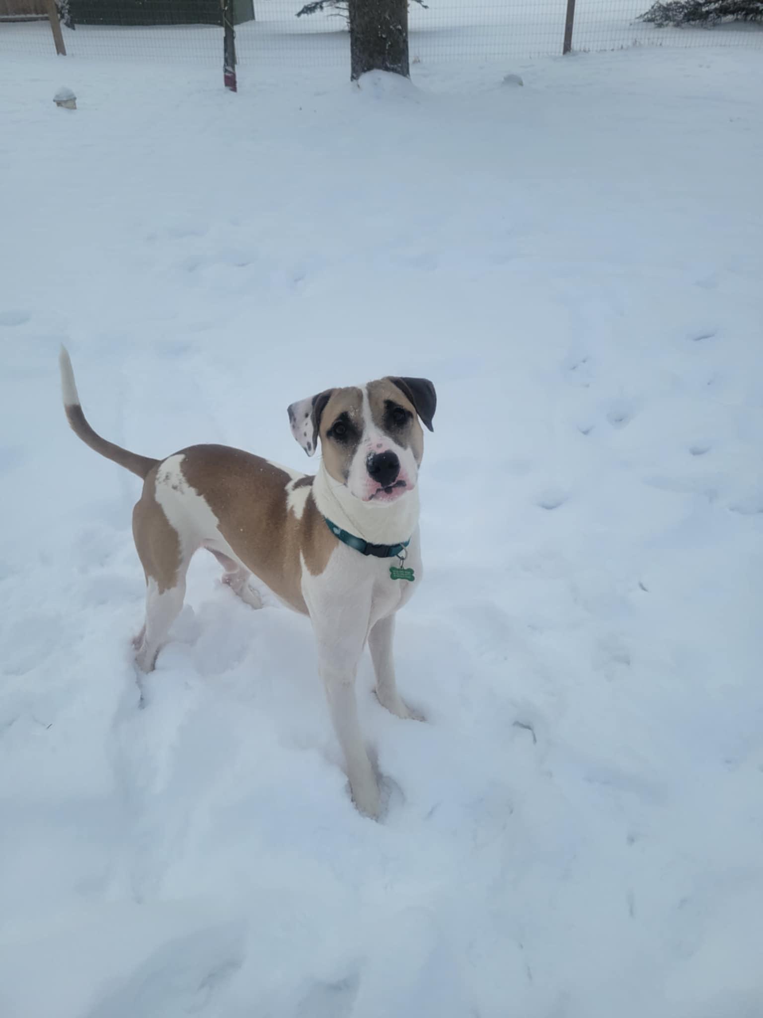 Enlarge Comet, a Adoptable mixed breed in Mount Morris, MI image 4/4