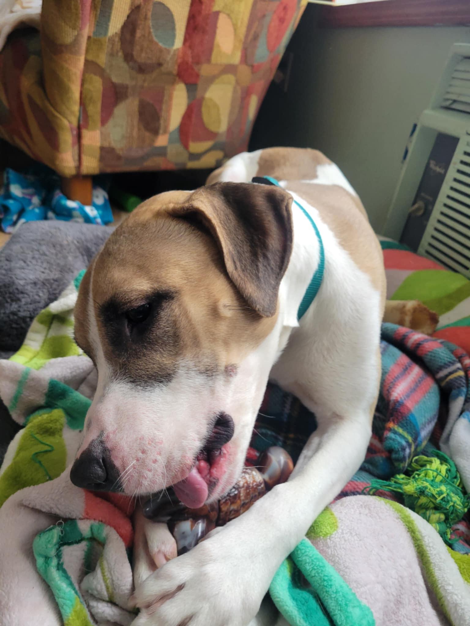 Enlarge Comet, a Adoptable mixed breed in Mount Morris, MI image 2/4