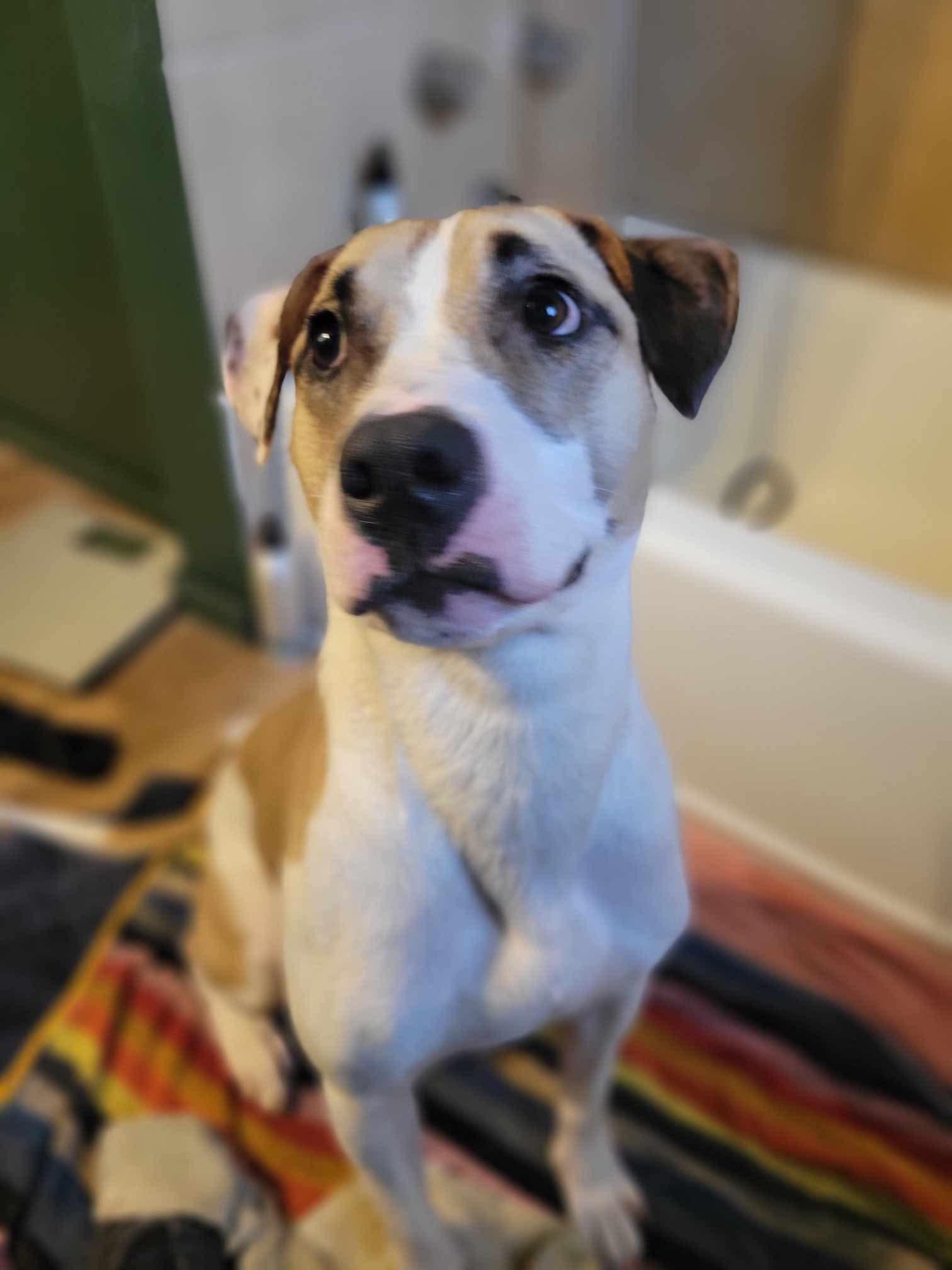 Enlarge Comet, a Adoptable mixed breed in Mount Morris, MI image 1/4