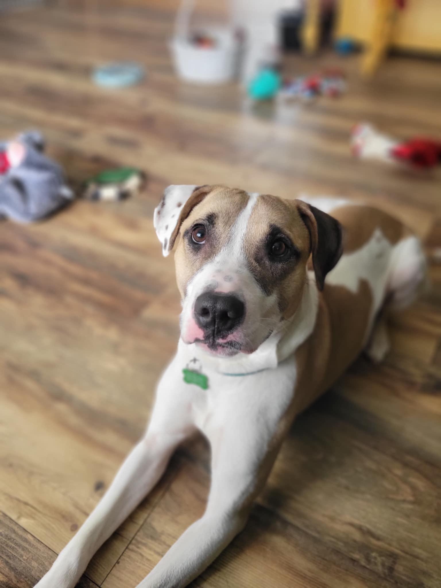 Enlarge Comet, a Adoptable mixed breed in Mount Morris, MI image 3/4