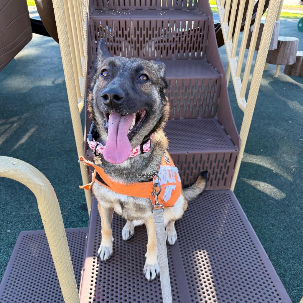 Enlarge Chary, a Adoptable mixed breed in Westminster, CA image 2/5