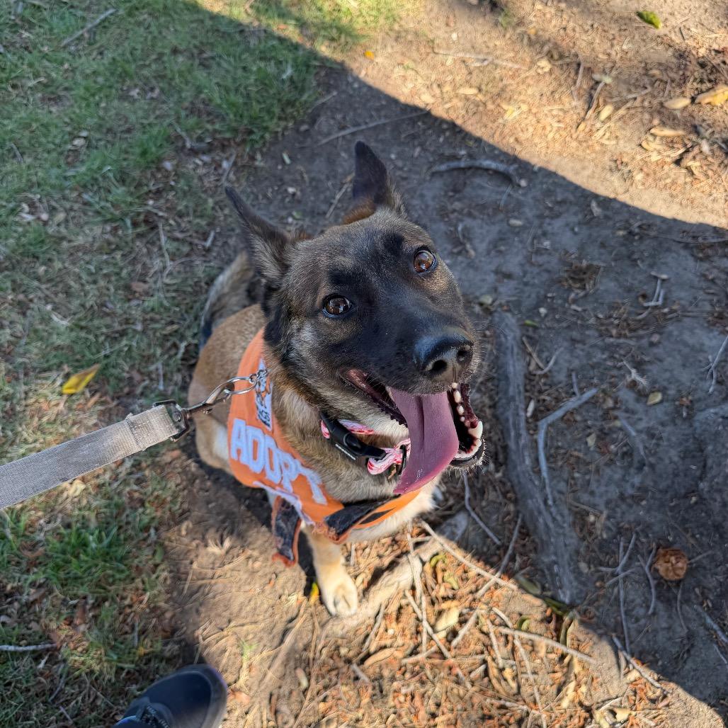 Enlarge Chary, a Adoptable mixed breed in Westminster, CA image 3/5