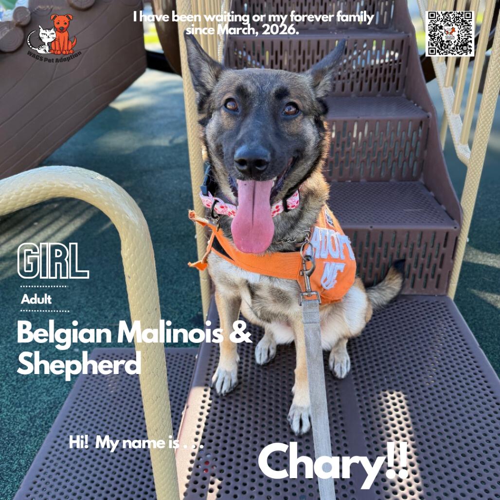 Enlarge Chary, a Adoptable mixed breed in Westminster, CA image 4/5