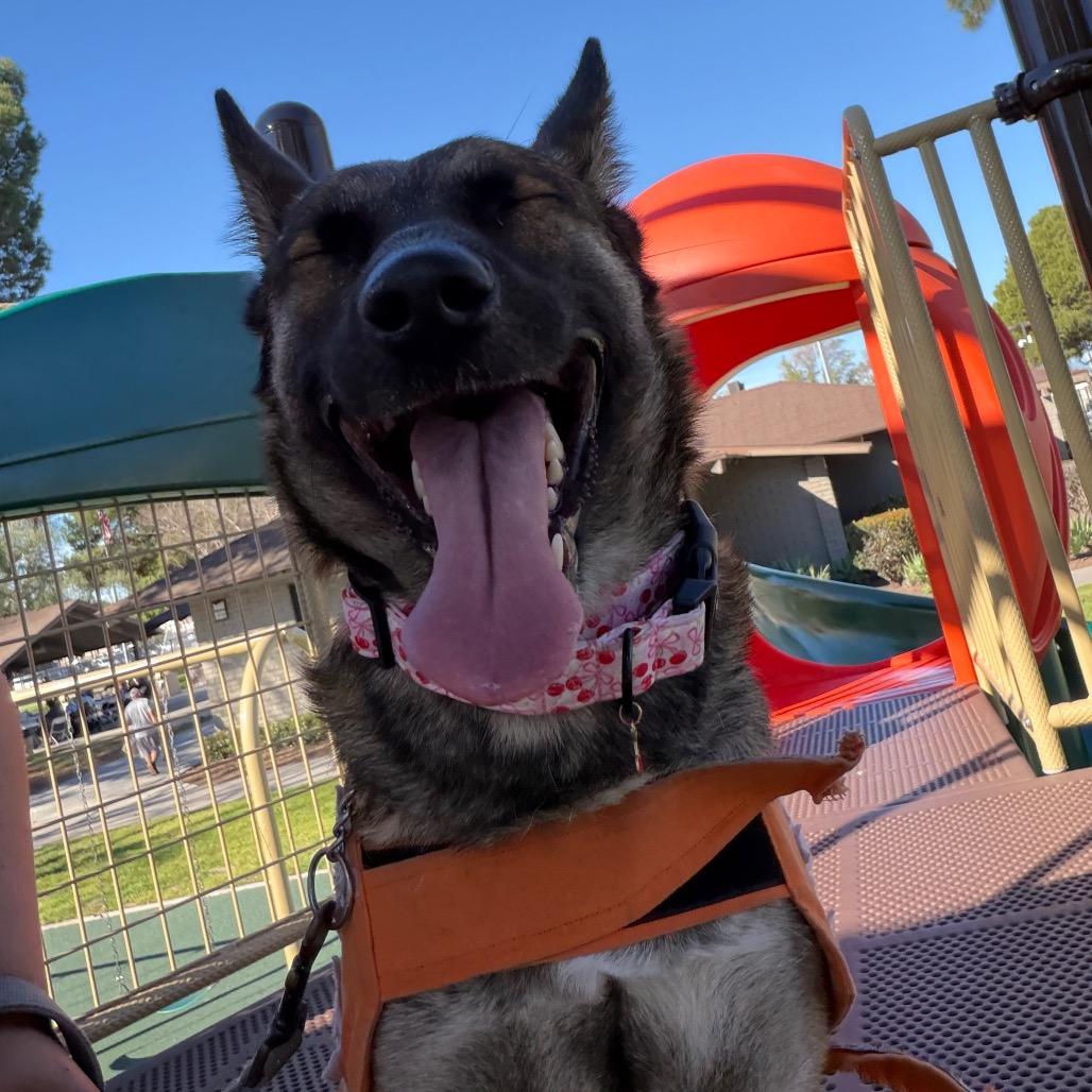 Enlarge Chary, a Adoptable mixed breed in Westminster, CA image 5/5