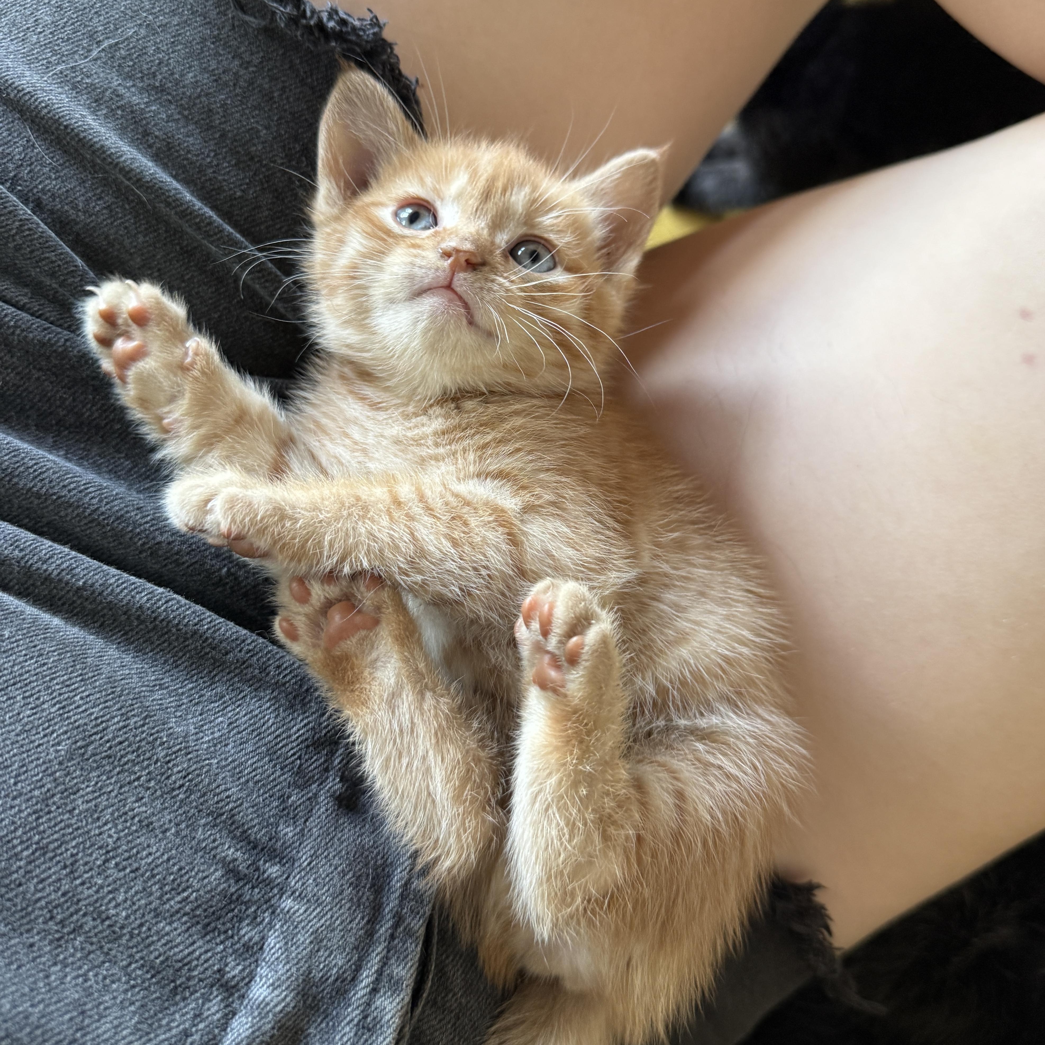 Tegan, a Adoptable Domestic Short Hair in Clyde, NC image 2/6