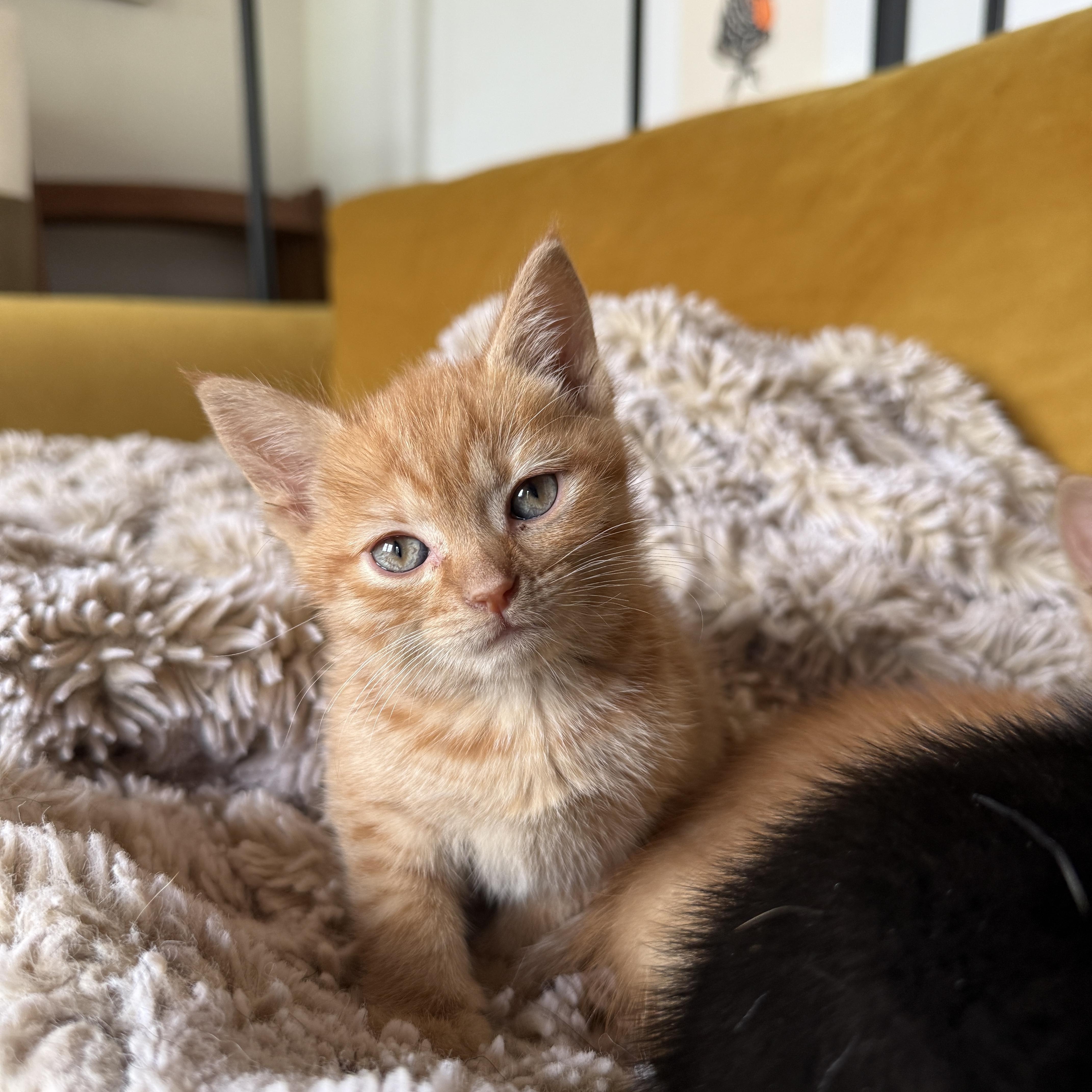 Tegan, Adoptable, Kitten Female Domestic Short Hair.