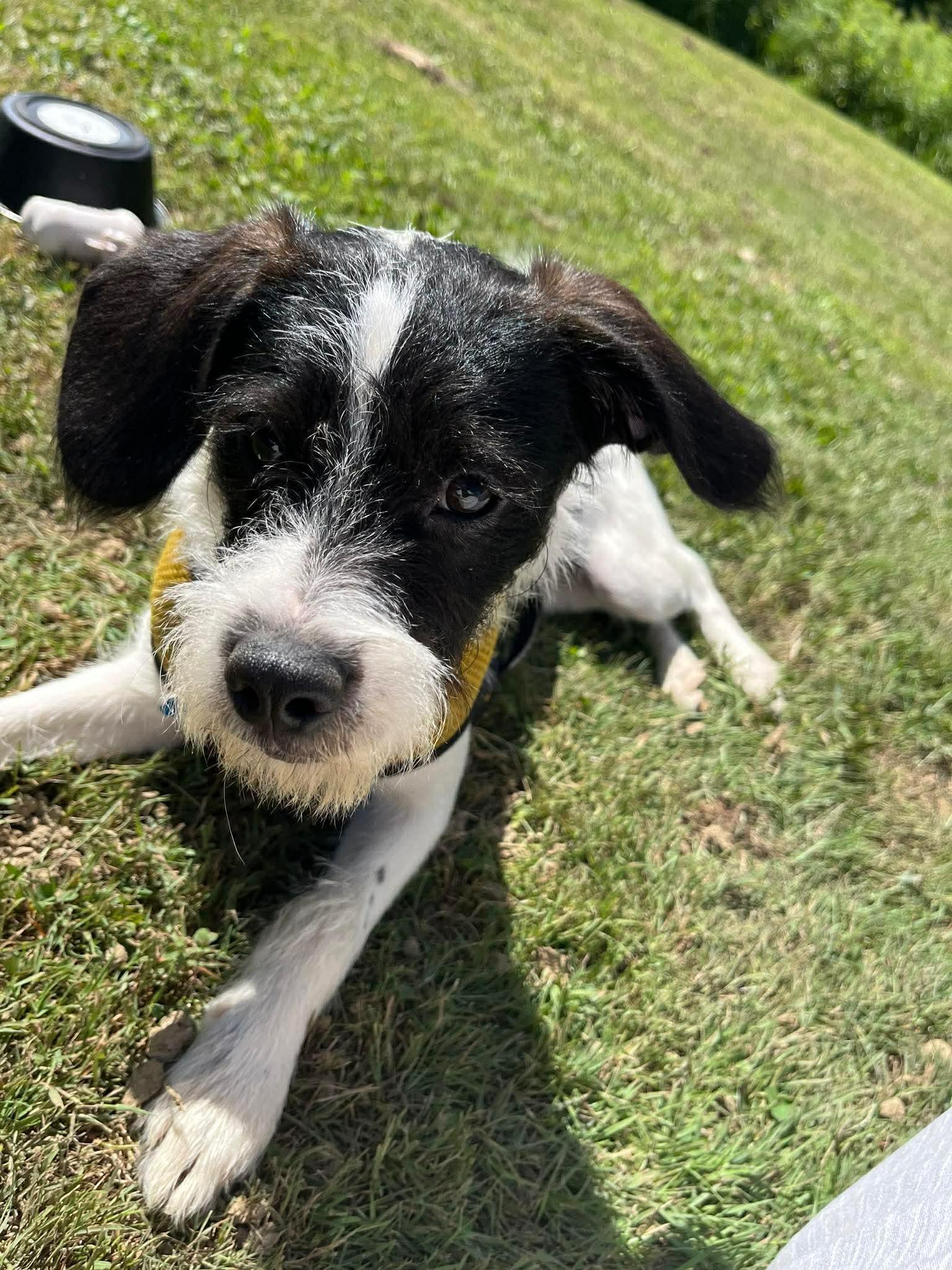 Franklin, an adopted mixed breed in Boardman, OH image 2/5