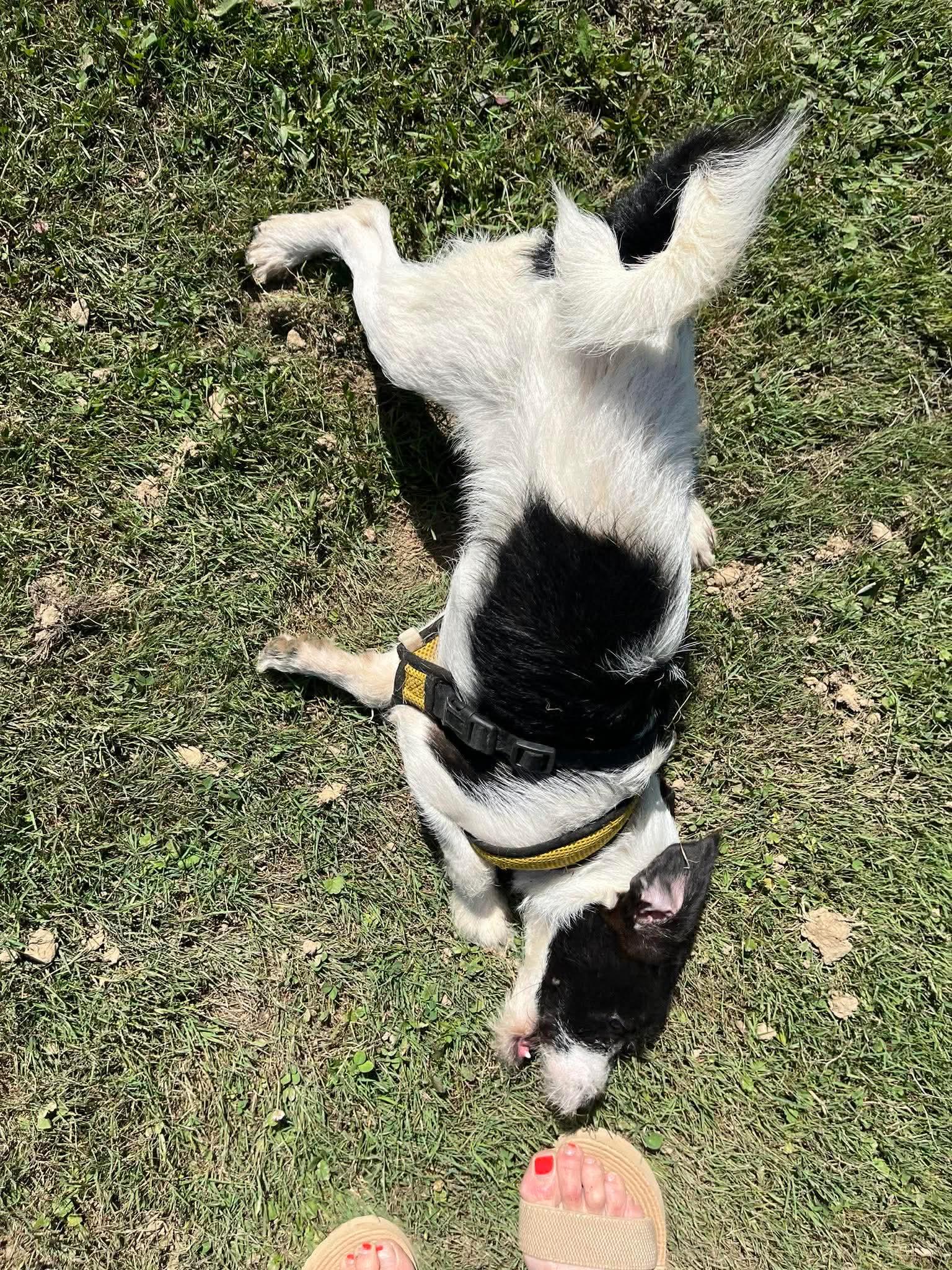 Franklin, an adopted mixed breed in Boardman, OH image 5/5