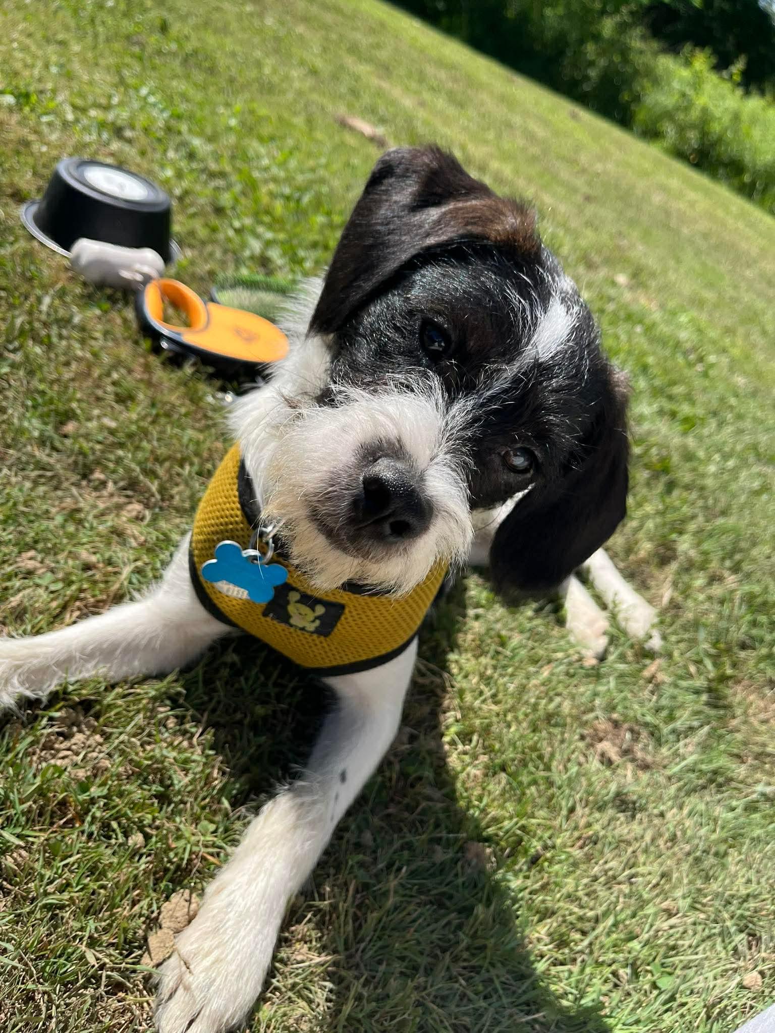 Franklin, adopted, Young Male Wirehaired Terrier.