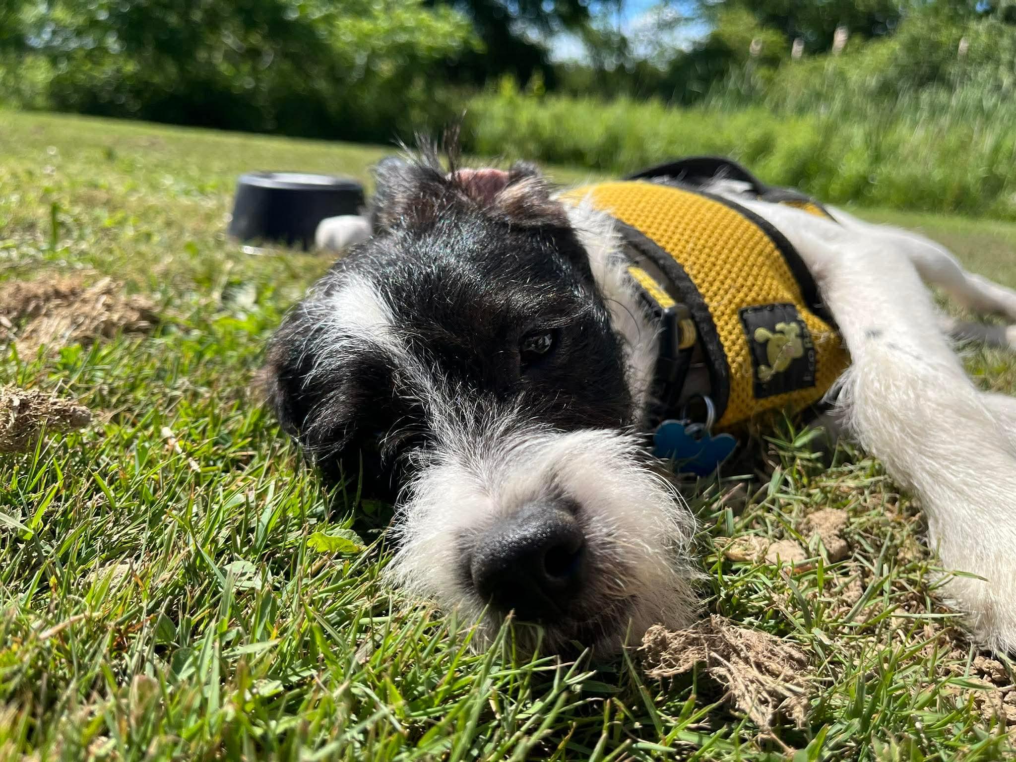 Franklin, an adopted mixed breed in Boardman, OH image 3/5