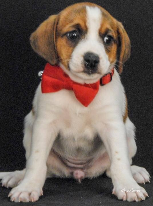 Enlarge Dazey, an adopted mixed breed in Newland, NC image 1/1