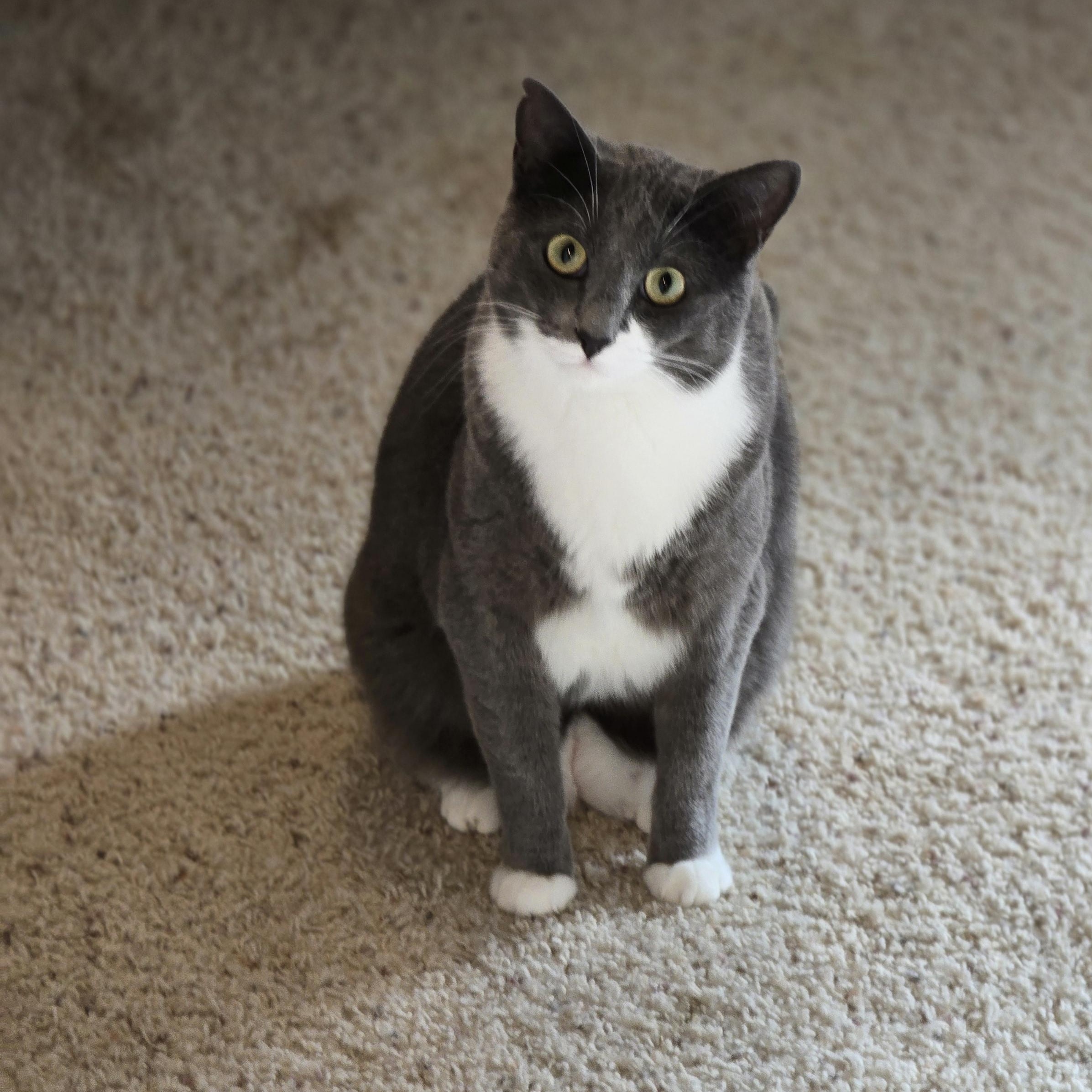 Enlarge Sasha, a Adoptable Silver in Lacey, WA image 2/5