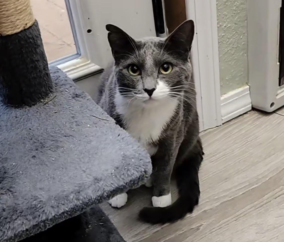 Enlarge Sasha, an adoptable Silver in Lacey, WA image 2/5