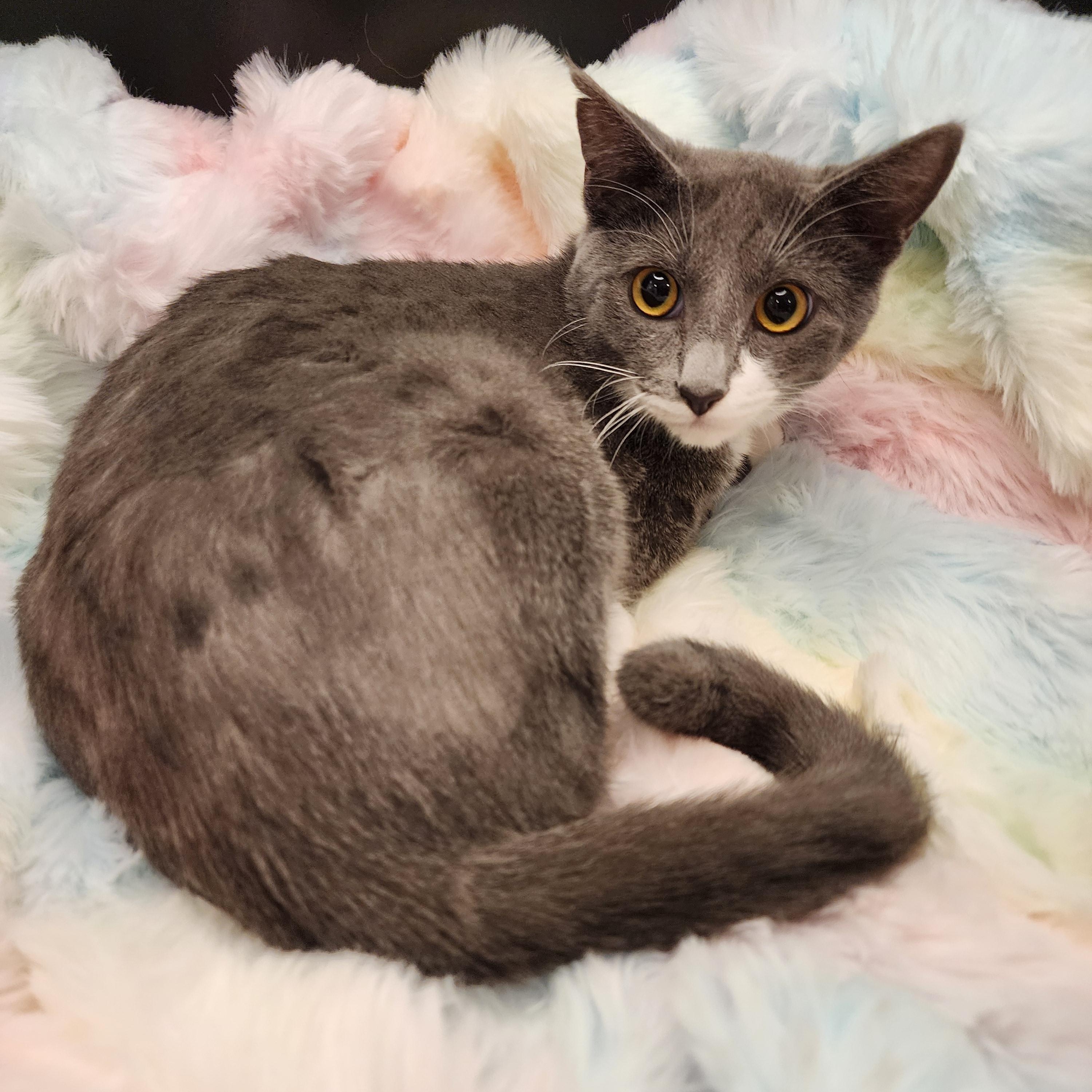 Sasha, Young Female Silver