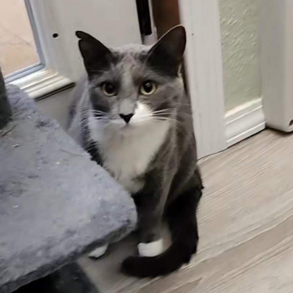 Sasha, adoptable, Young Female Silver.