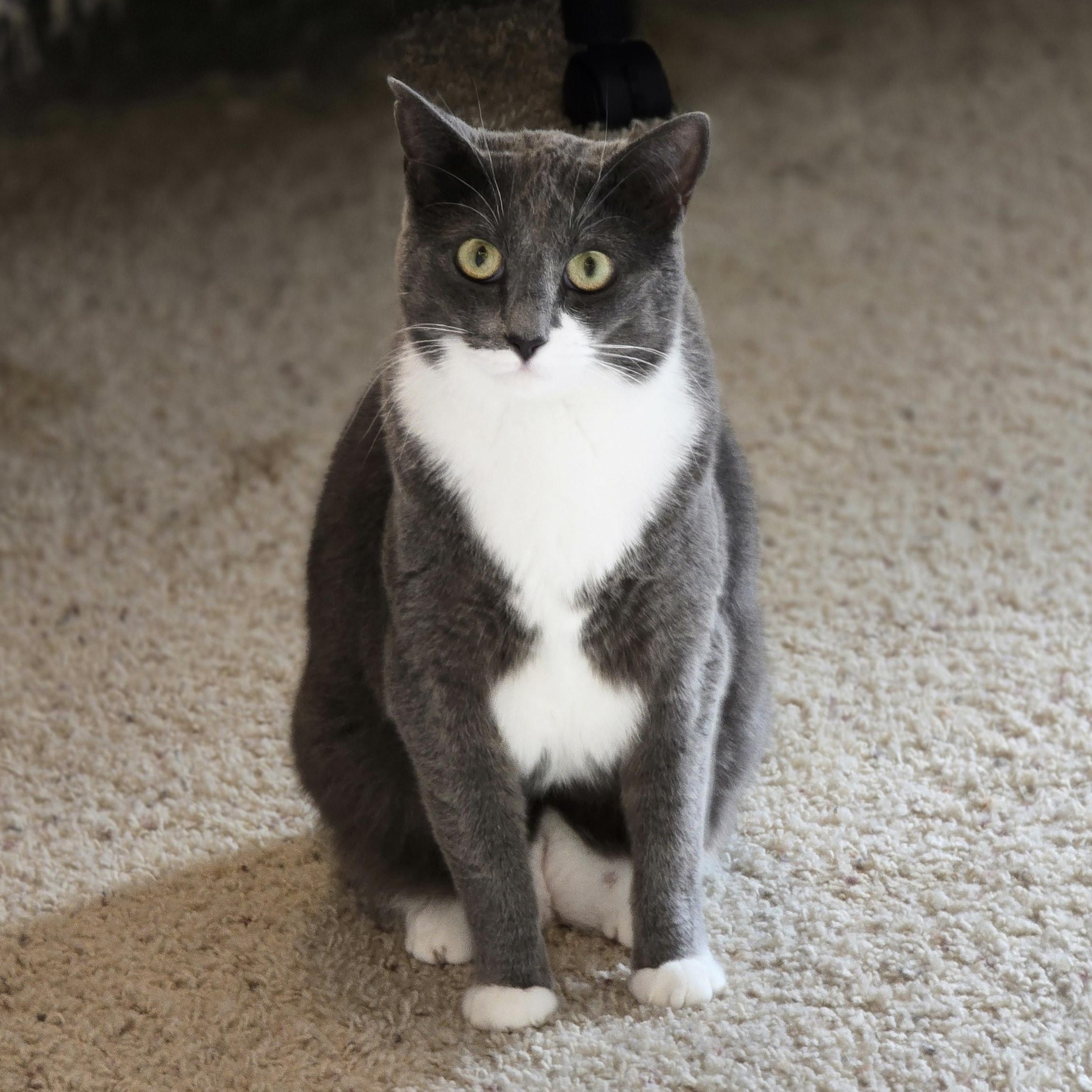 Sasha, Adoptable, Young Female Silver.