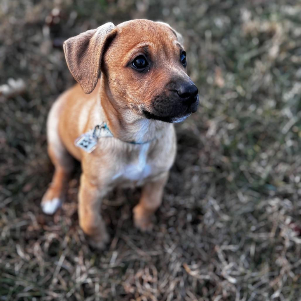 Georgia, a Adoptable Mixed Breed in Fredericksburg, VA image 2/6