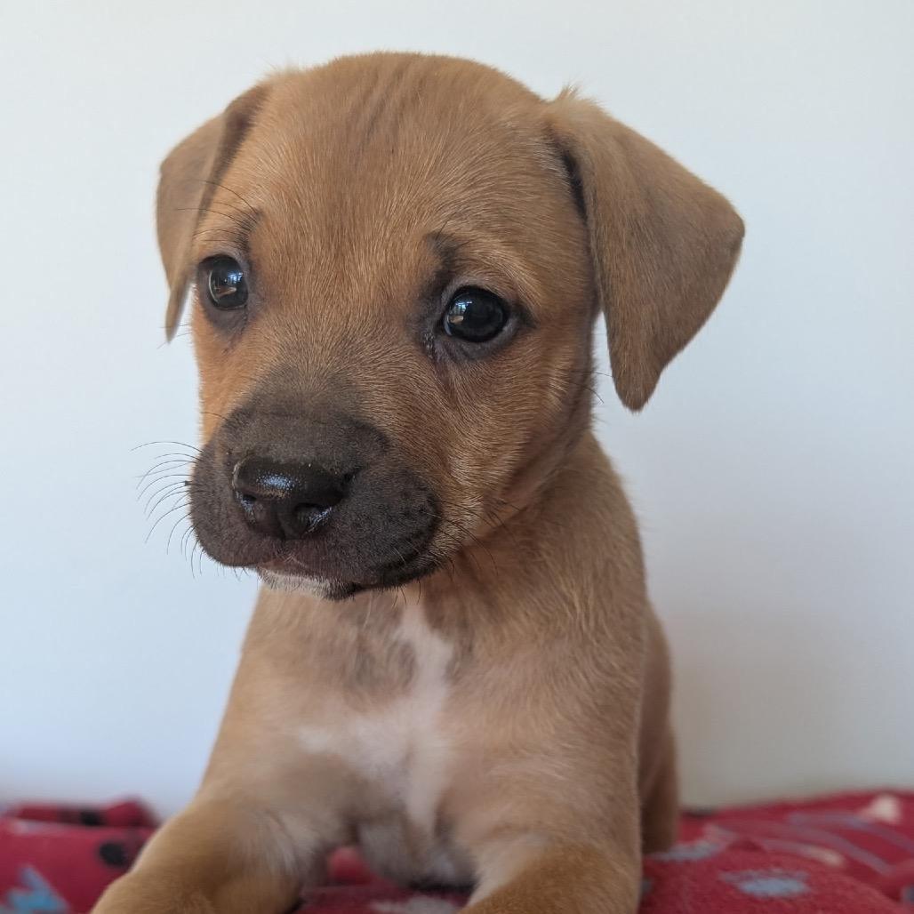Georgia, a Adoptable Mixed Breed in Fredericksburg, VA image 3/6
