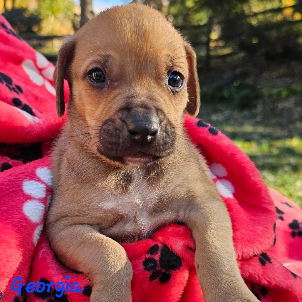 Georgia, a Adoptable Mixed Breed in Fredericksburg, VA image 4/6