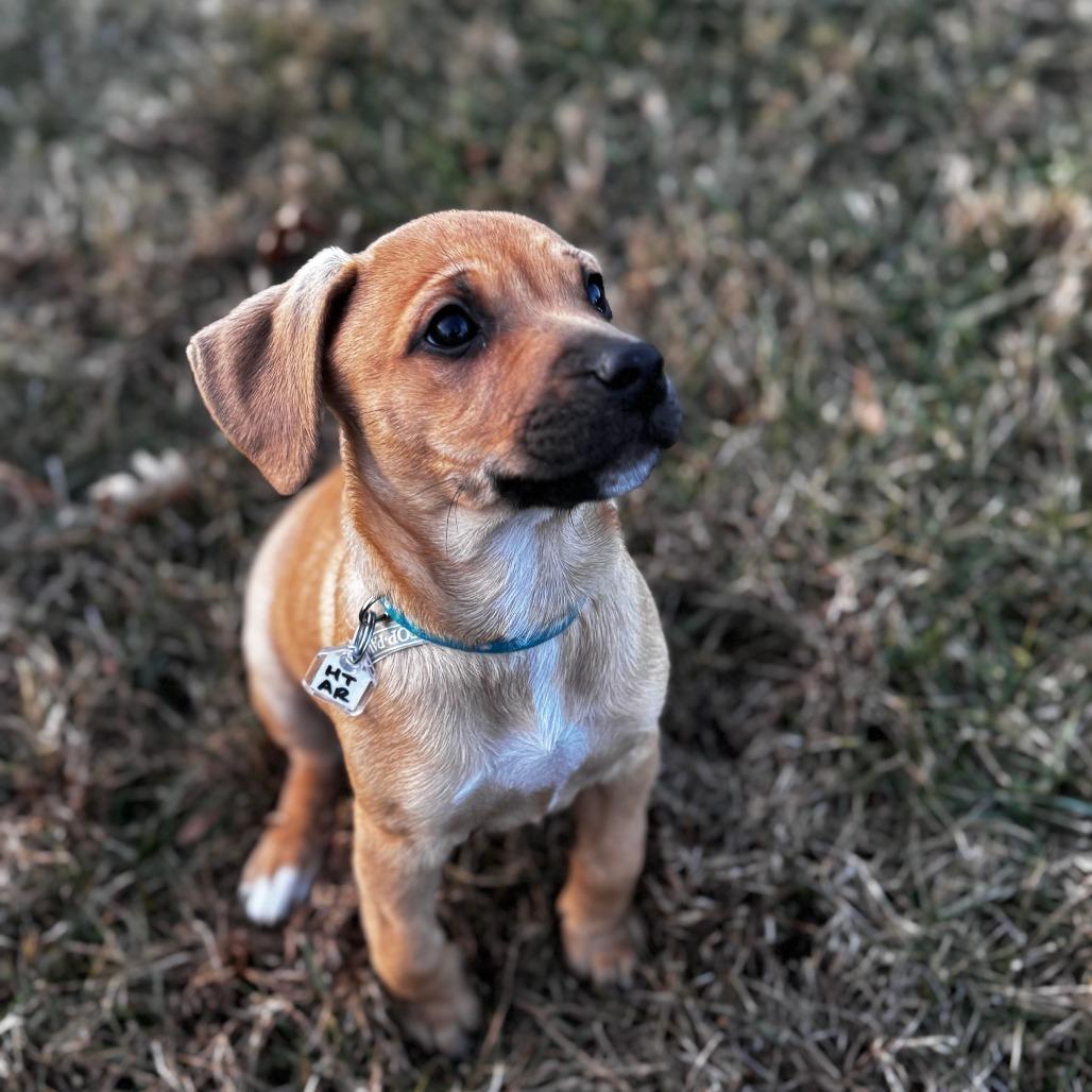 Georgia, a Adoptable Mixed Breed in Fredericksburg, VA image 5/6