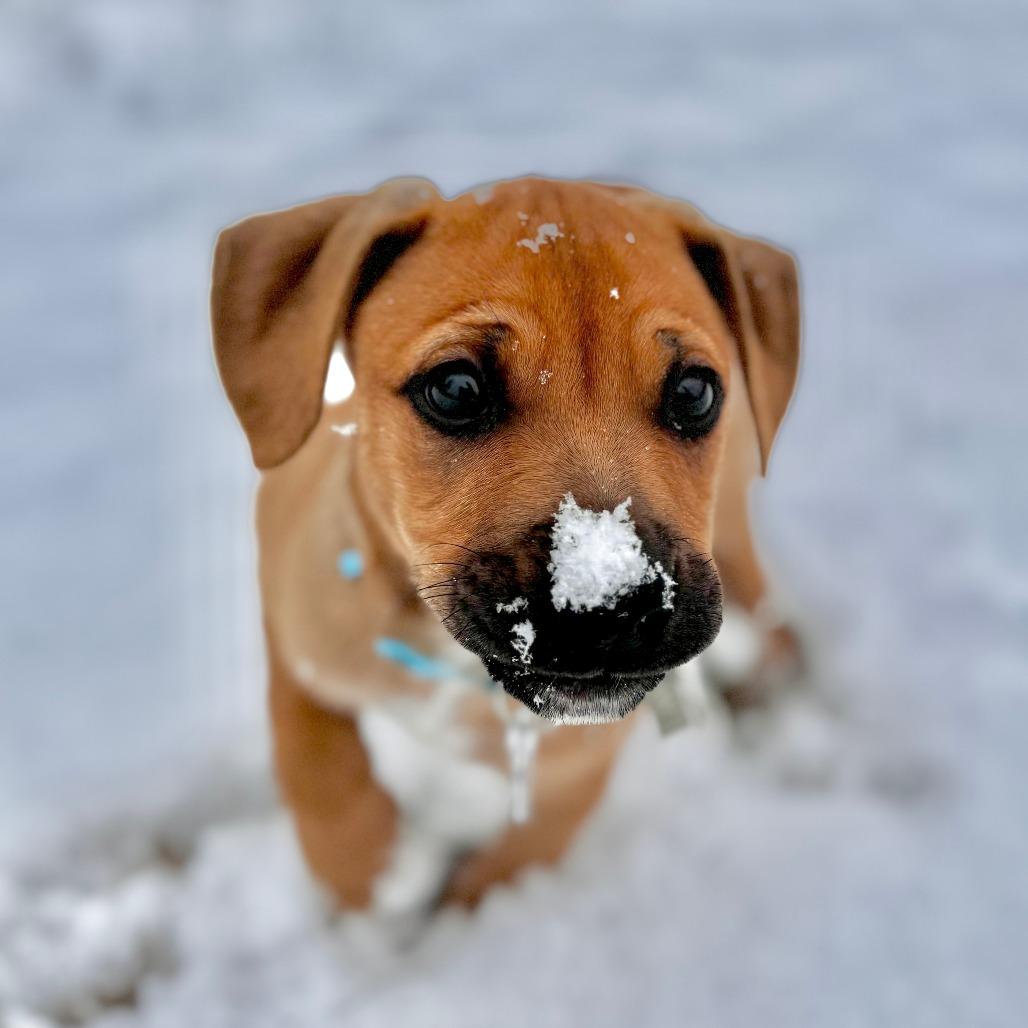 Georgia, a Adoptable Mixed Breed in Fredericksburg, VA image 6/6