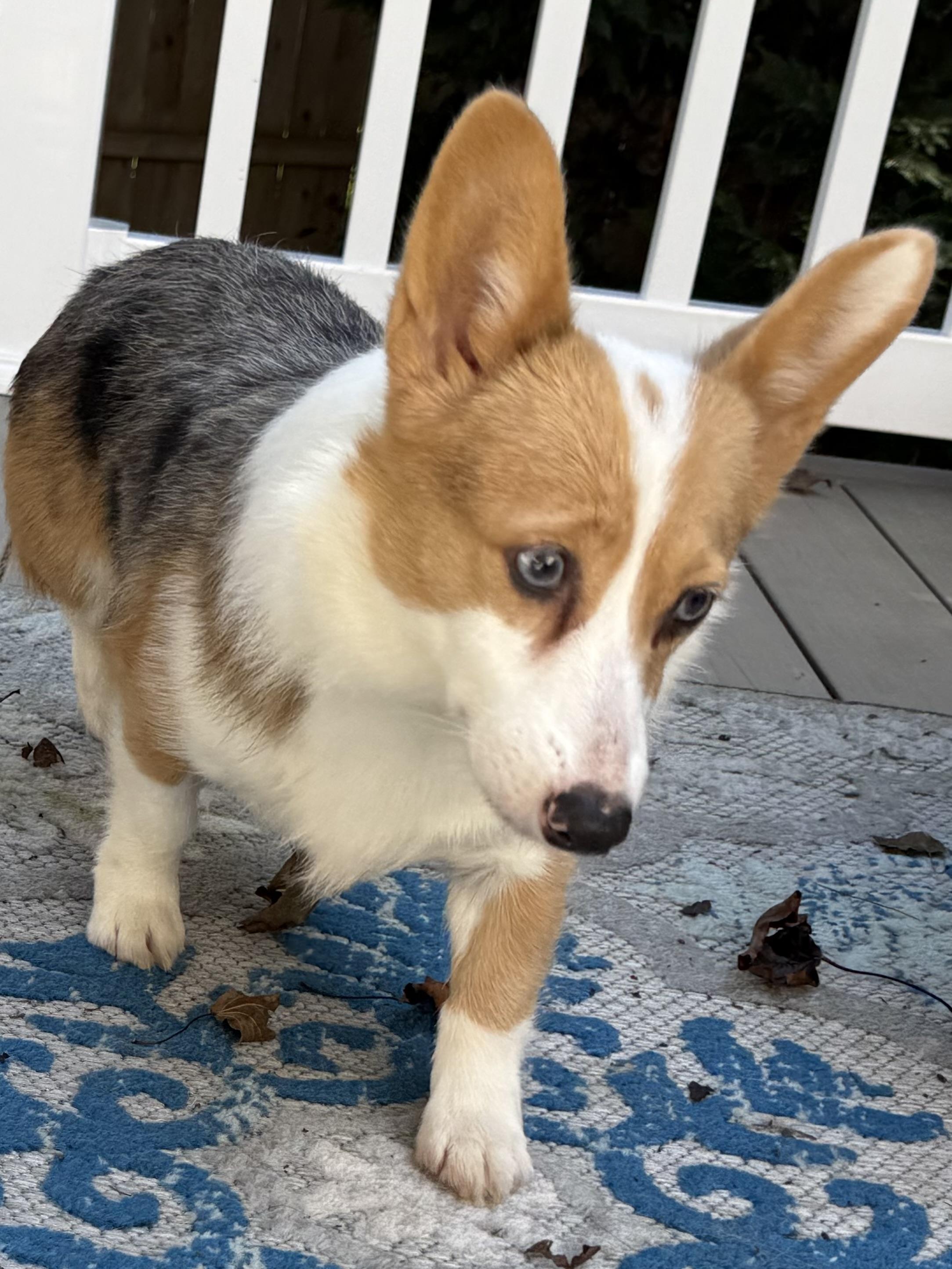 Evie, Adoptable, Adult Female Pembroke Welsh Corgi.