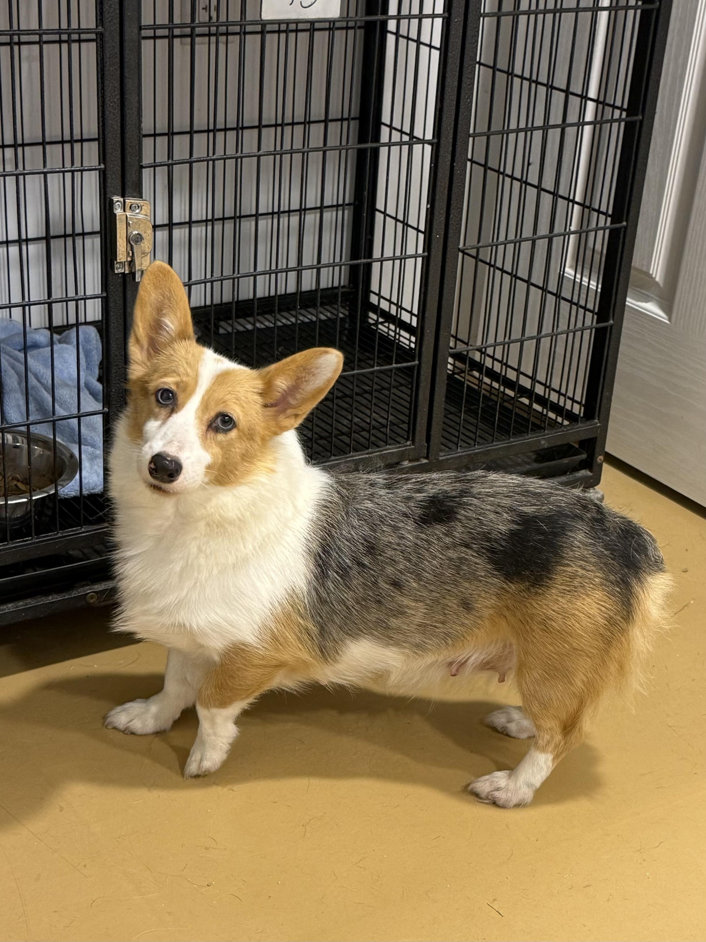 Enlarge Evie, a Adoptable Pembroke Welsh Corgi in Havertown, PA image 2/6