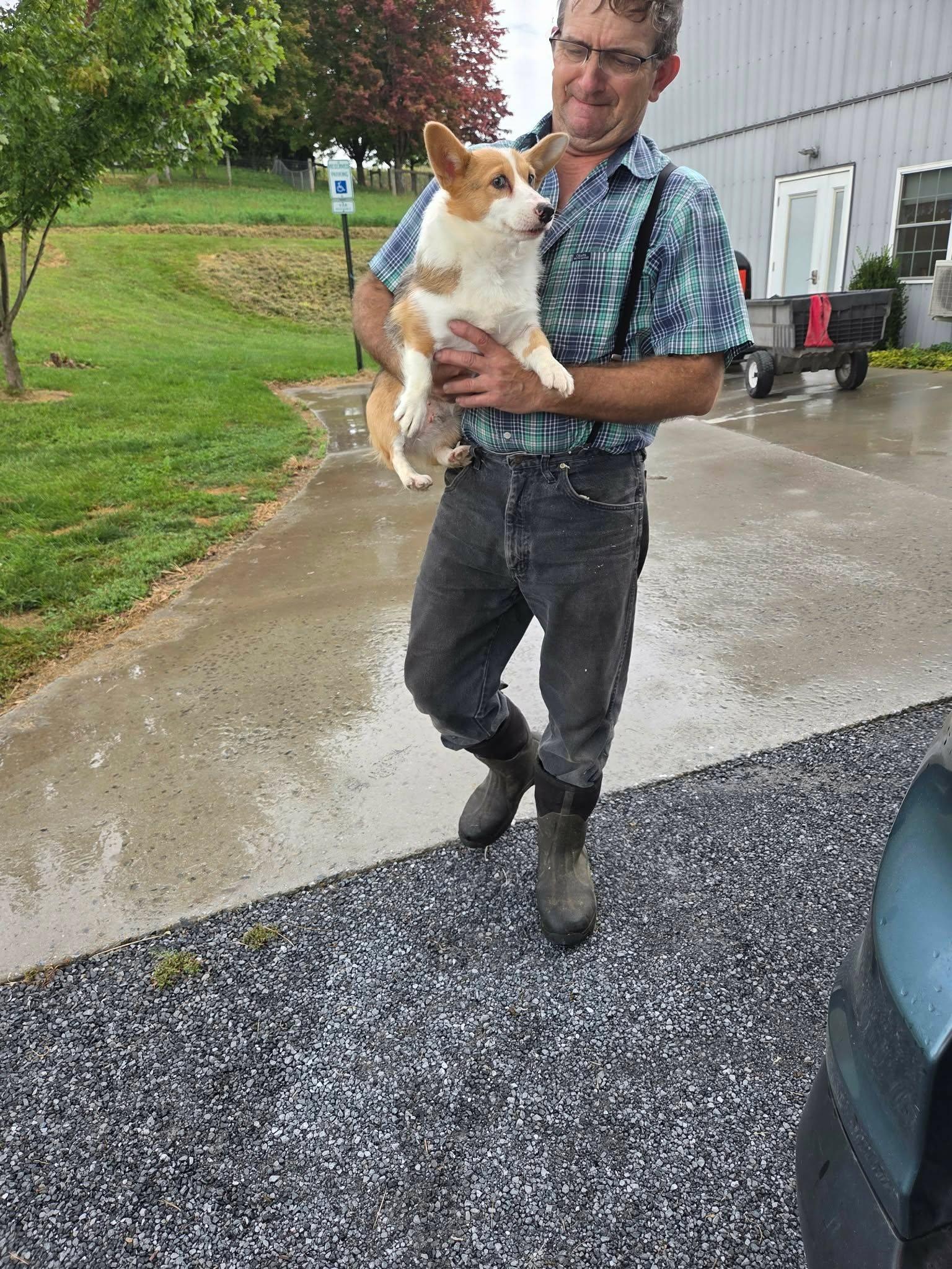 Enlarge Evie, a Adoptable Pembroke Welsh Corgi in Havertown, PA image 3/6