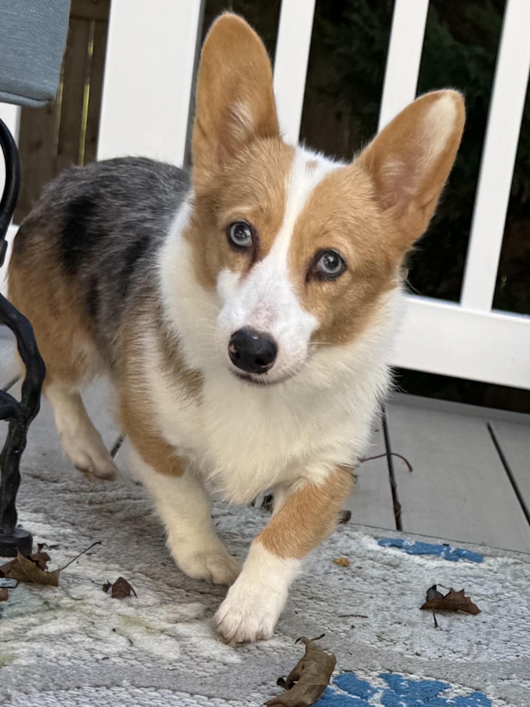 Enlarge Evie, a Adoptable Pembroke Welsh Corgi in Havertown, PA image 4/6