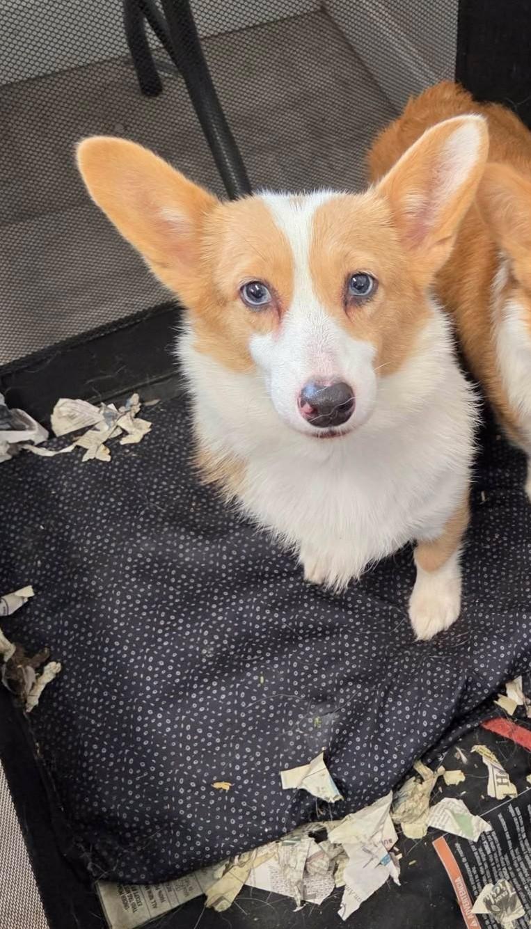 Enlarge Evie, a Adoptable Pembroke Welsh Corgi in Havertown, PA image 5/6