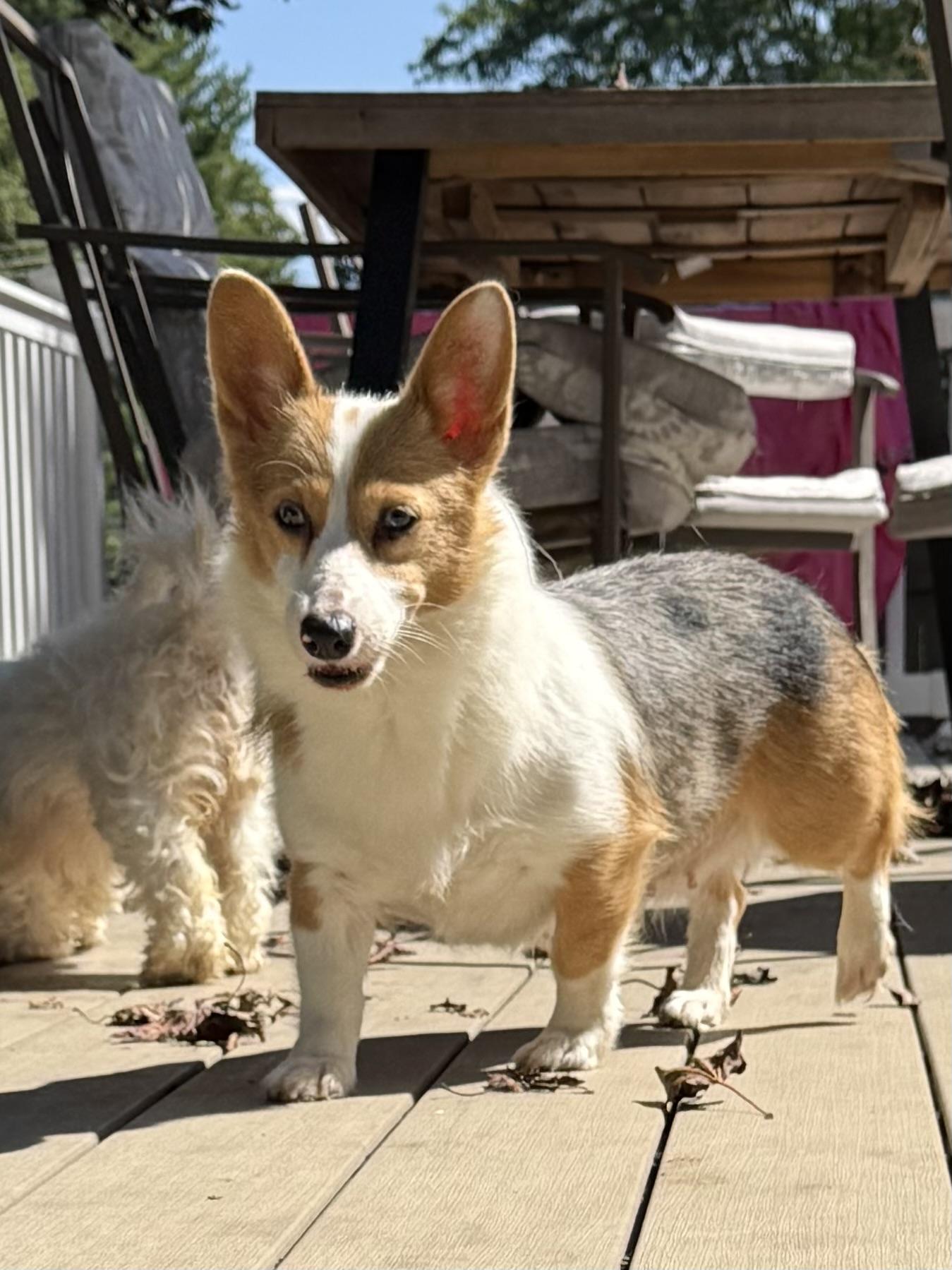 Enlarge Evie, a Adoptable Pembroke Welsh Corgi in Havertown, PA image 6/6