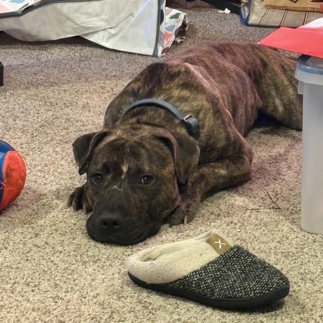 Enlarge Rico, a Adoptable Mixed Breed in Fairport, NY image 2/6