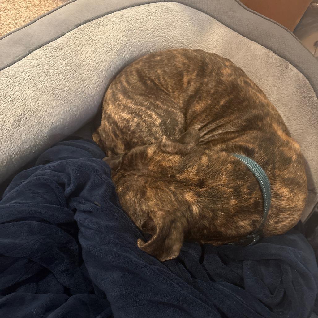Enlarge Rico, a Adoptable Mixed Breed in Fairport, NY image 3/6
