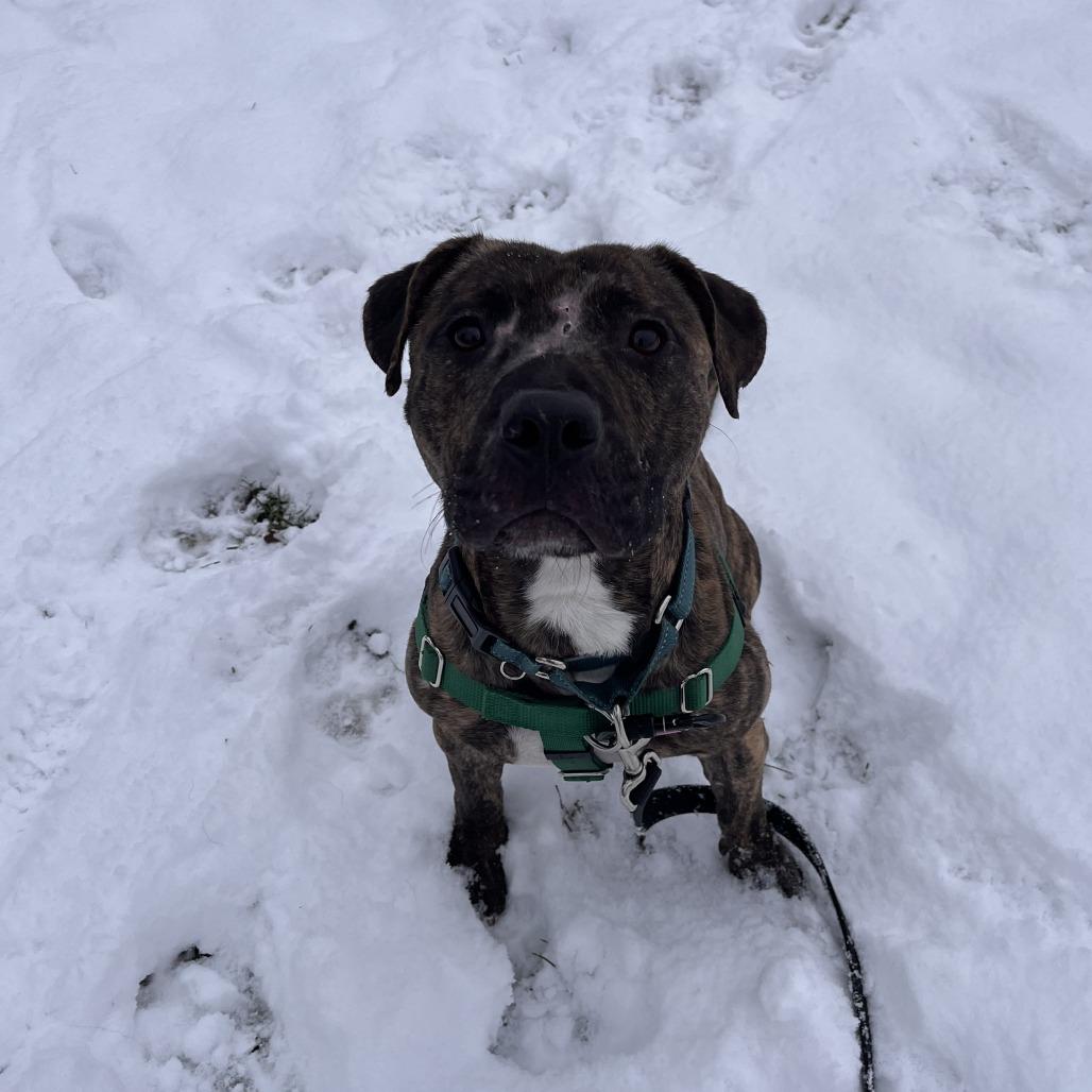 Enlarge Rico, a Adoptable Mixed Breed in Fairport, NY image 1/6