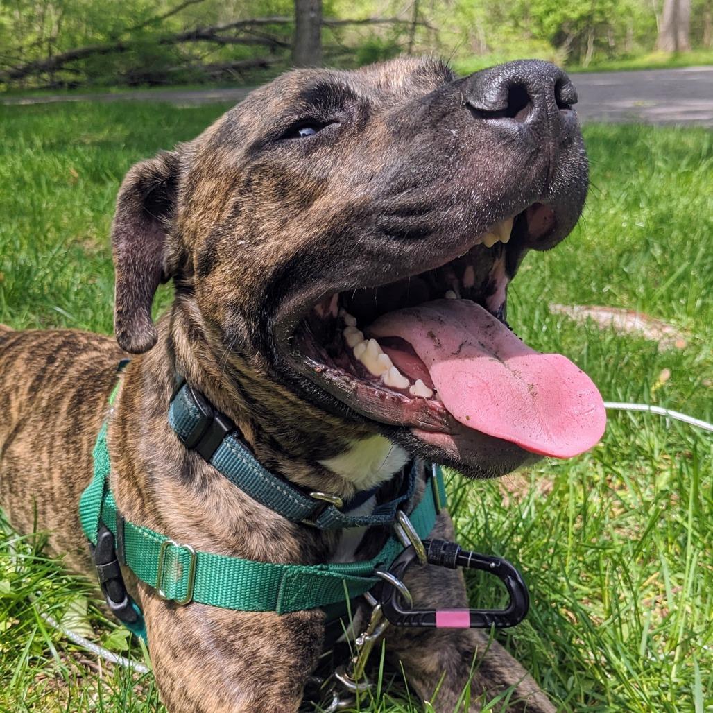 Enlarge Rico, a Adoptable Mixed Breed in Fairport, NY image 4/6