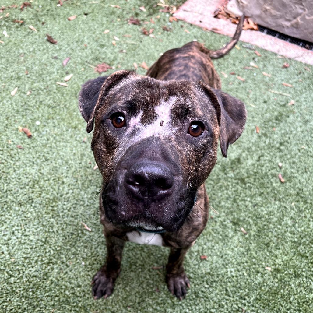 Enlarge Rico, a Adoptable Mixed Breed in Fairport, NY image 2/6