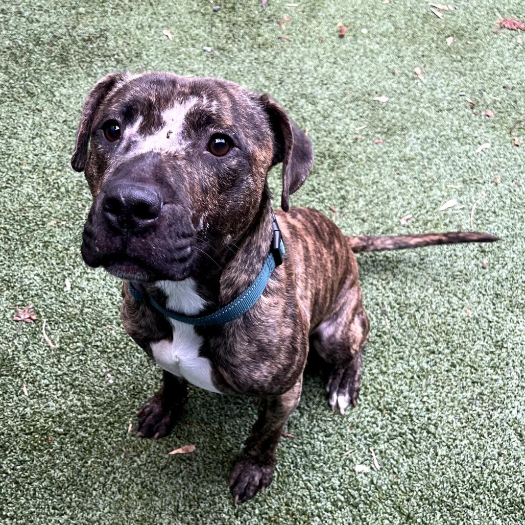 Enlarge Rico, a Adoptable Mixed Breed in Fairport, NY image 3/6