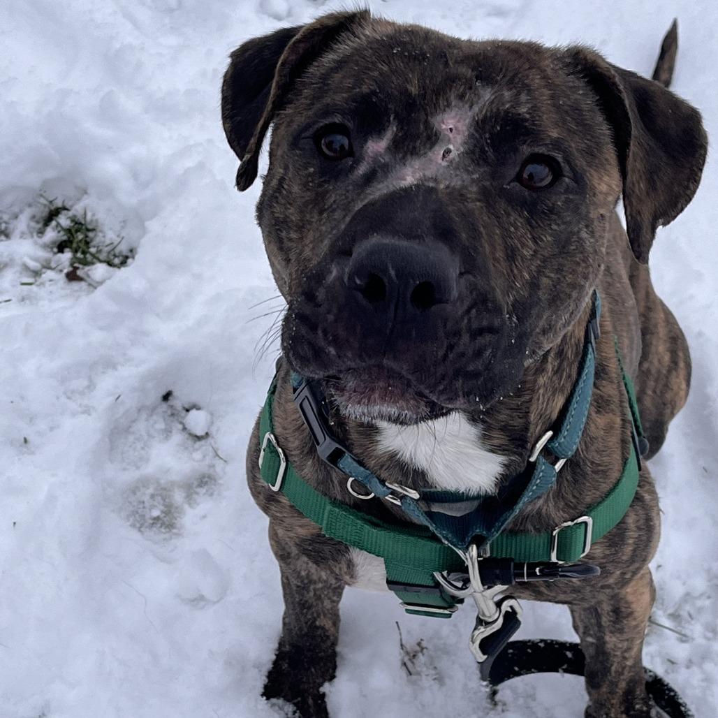 Enlarge Rico, a Adoptable Mixed Breed in Fairport, NY image 4/6