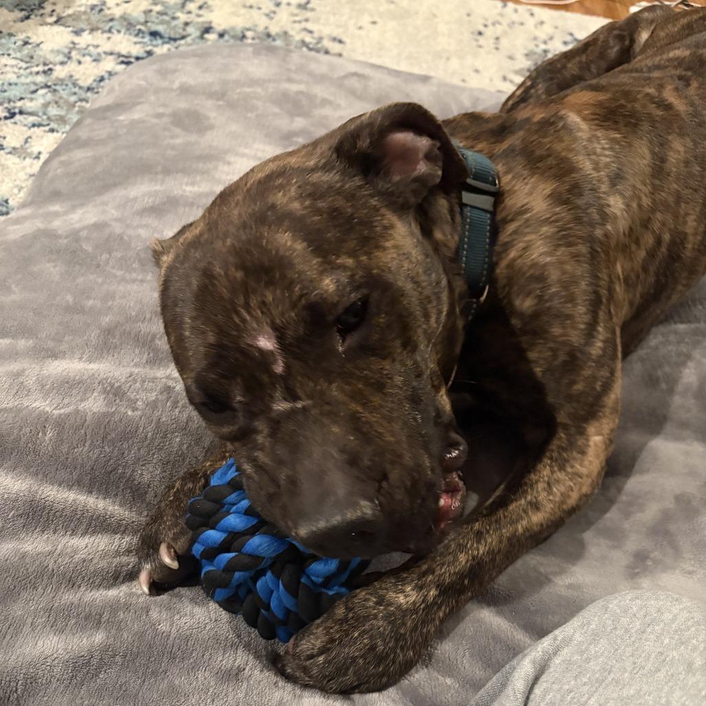 Enlarge Rico, a Adoptable Mixed Breed in Fairport, NY image 5/6