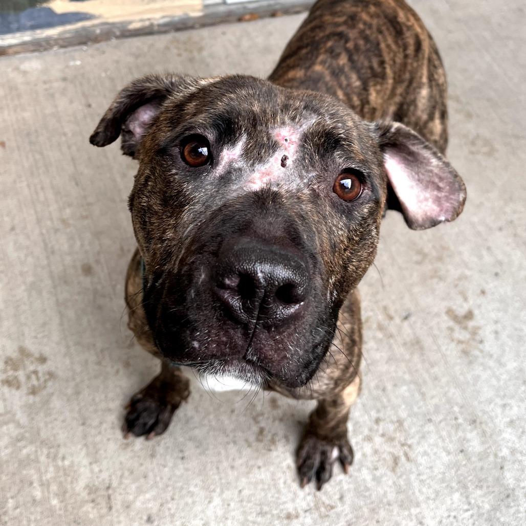 Enlarge Rico, a Adoptable Mixed Breed in Fairport, NY image 5/6